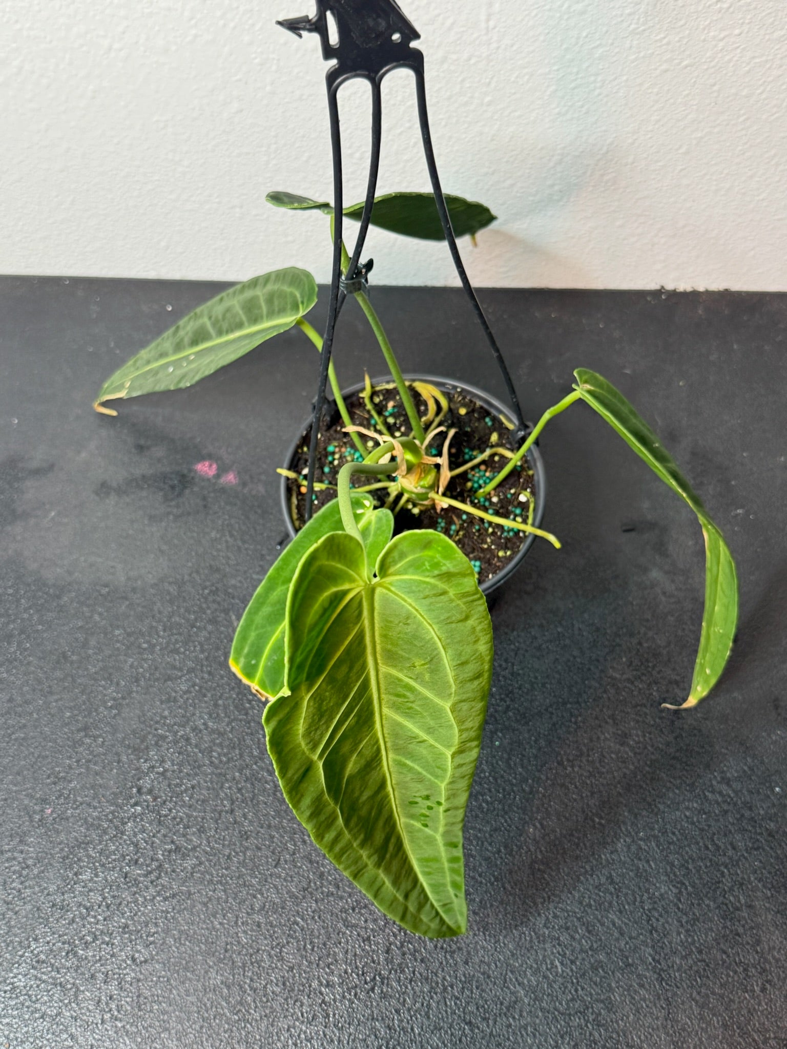 Anthurium Warocqueenum 6" Hanging Basket