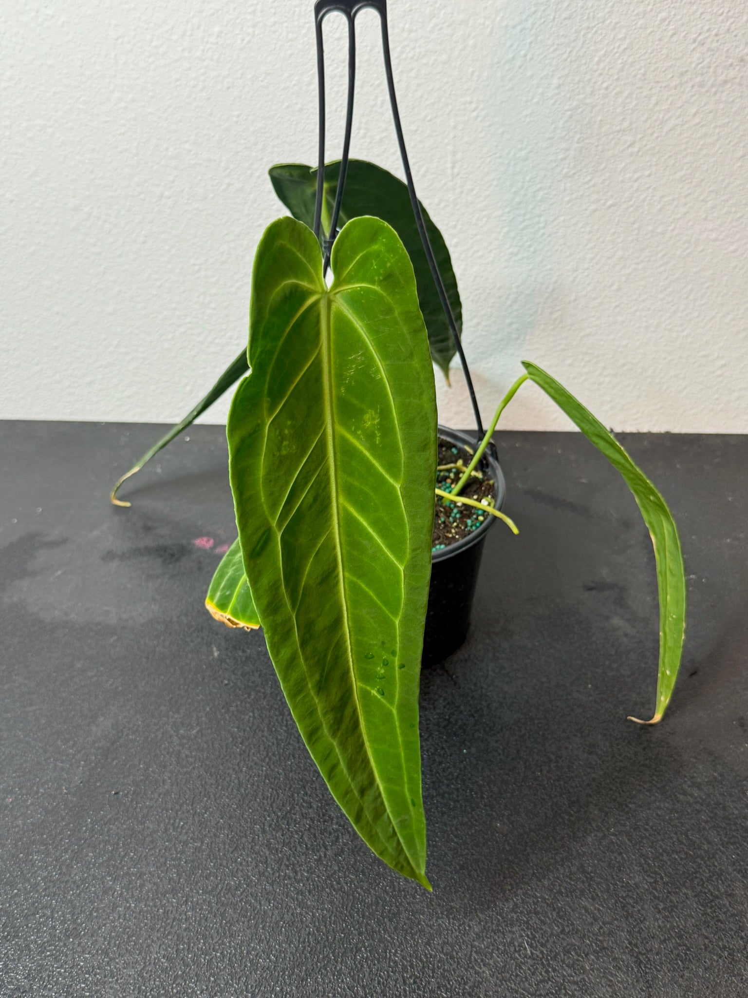 Anthurium Warocqueenum 6" Hanging Basket