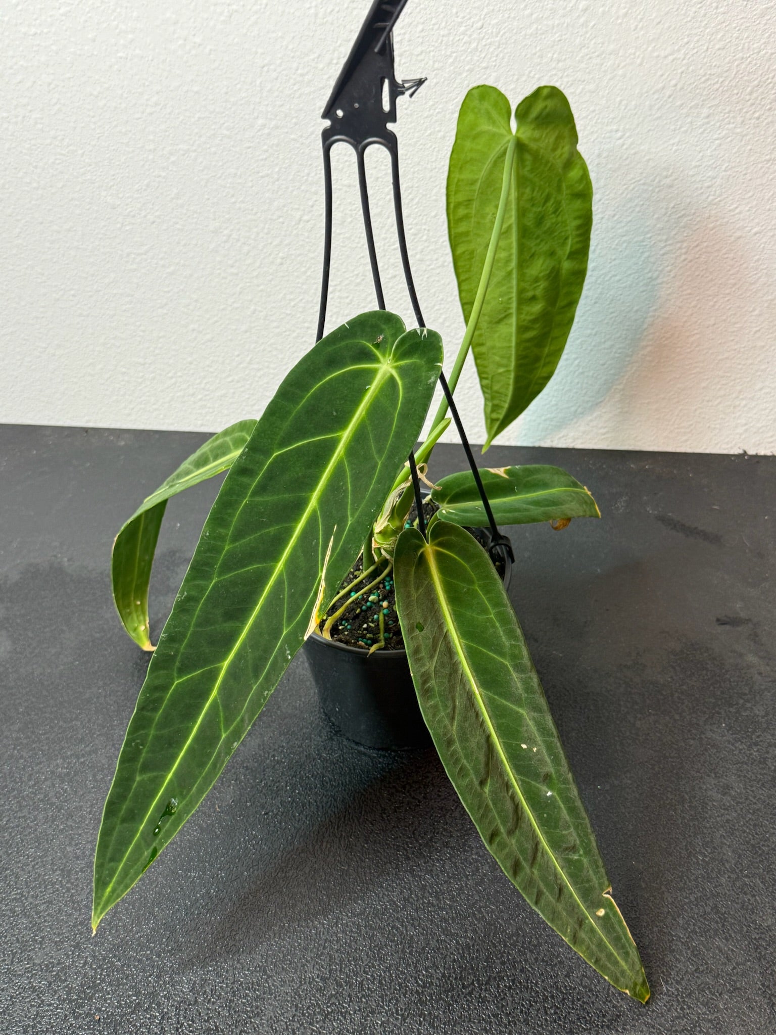Anthurium Warocqueenum 6" Hanging Basket