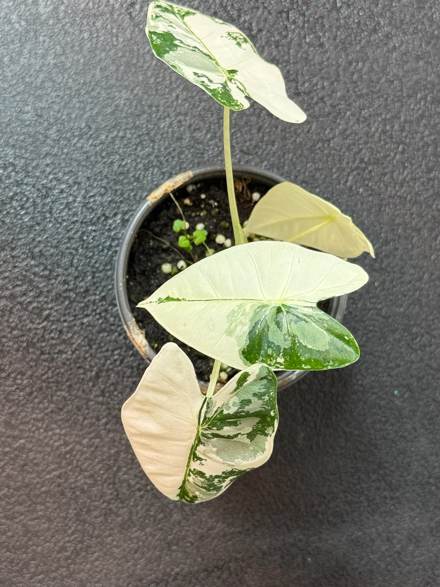 Alocasia Frydek Var. 4” Grower’s Choice