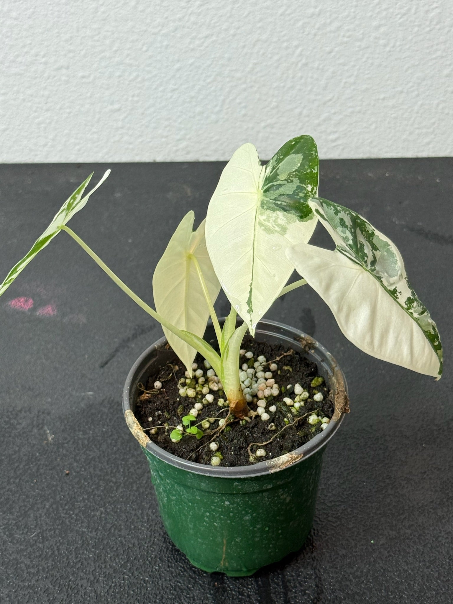 Alocasia Frydek Var. 4” Grower’s Choice