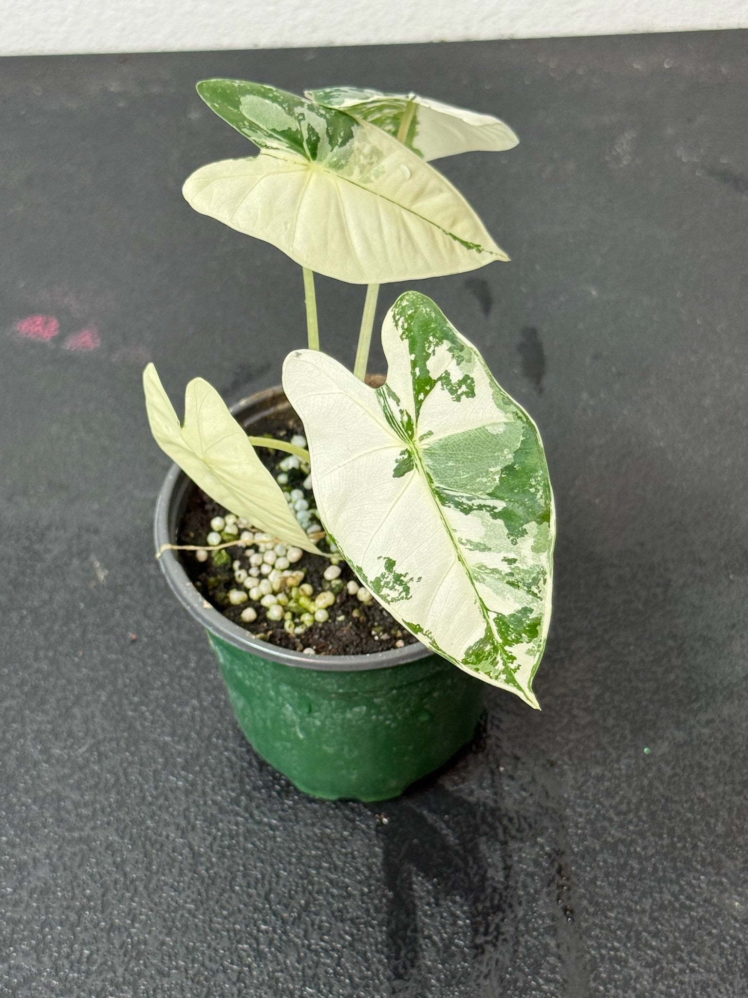 Alocasia Frydek Var. 4” Grower’s Choice