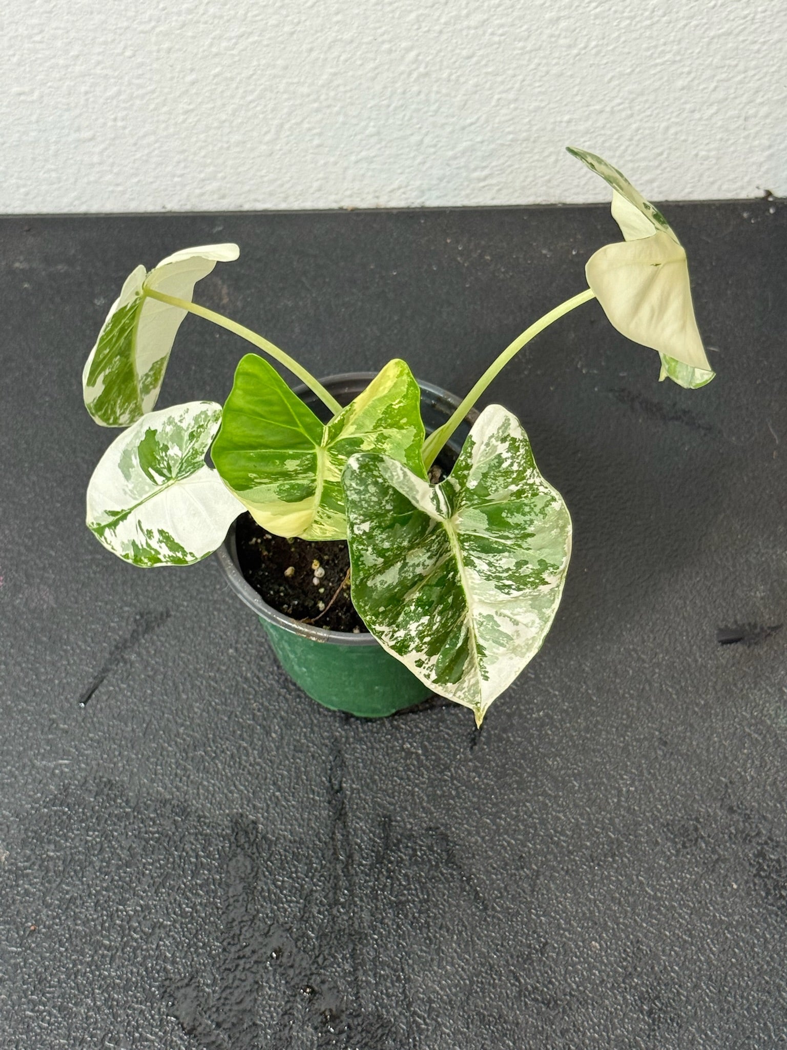 Alocasia Frydek Var. 4” Grower’s Choice