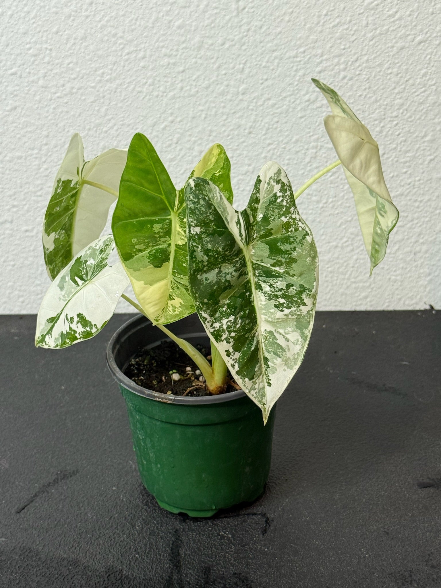 Alocasia Frydek Var. 4” Grower’s Choice