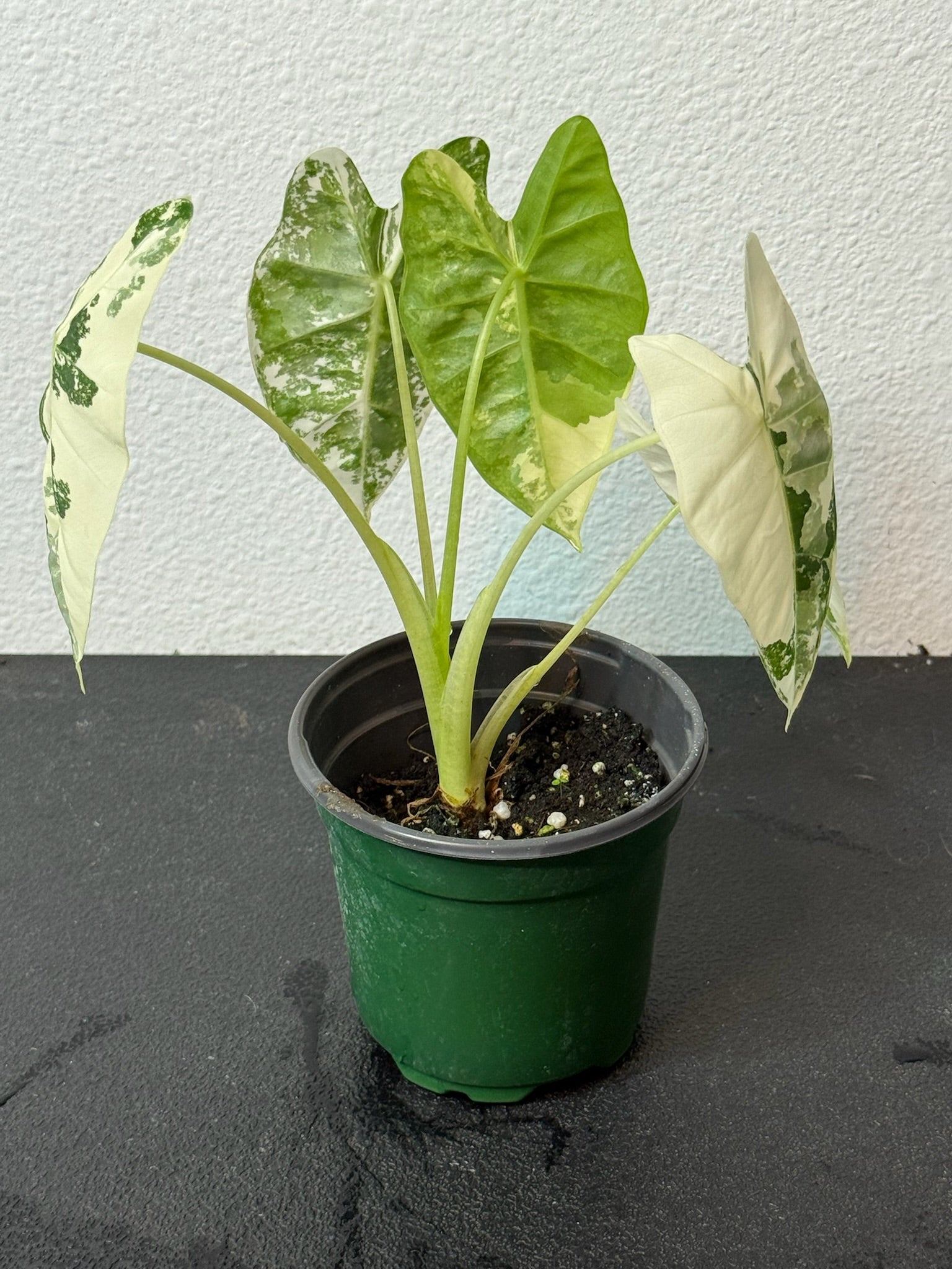 Alocasia Frydek Var. 4” Grower’s Choice