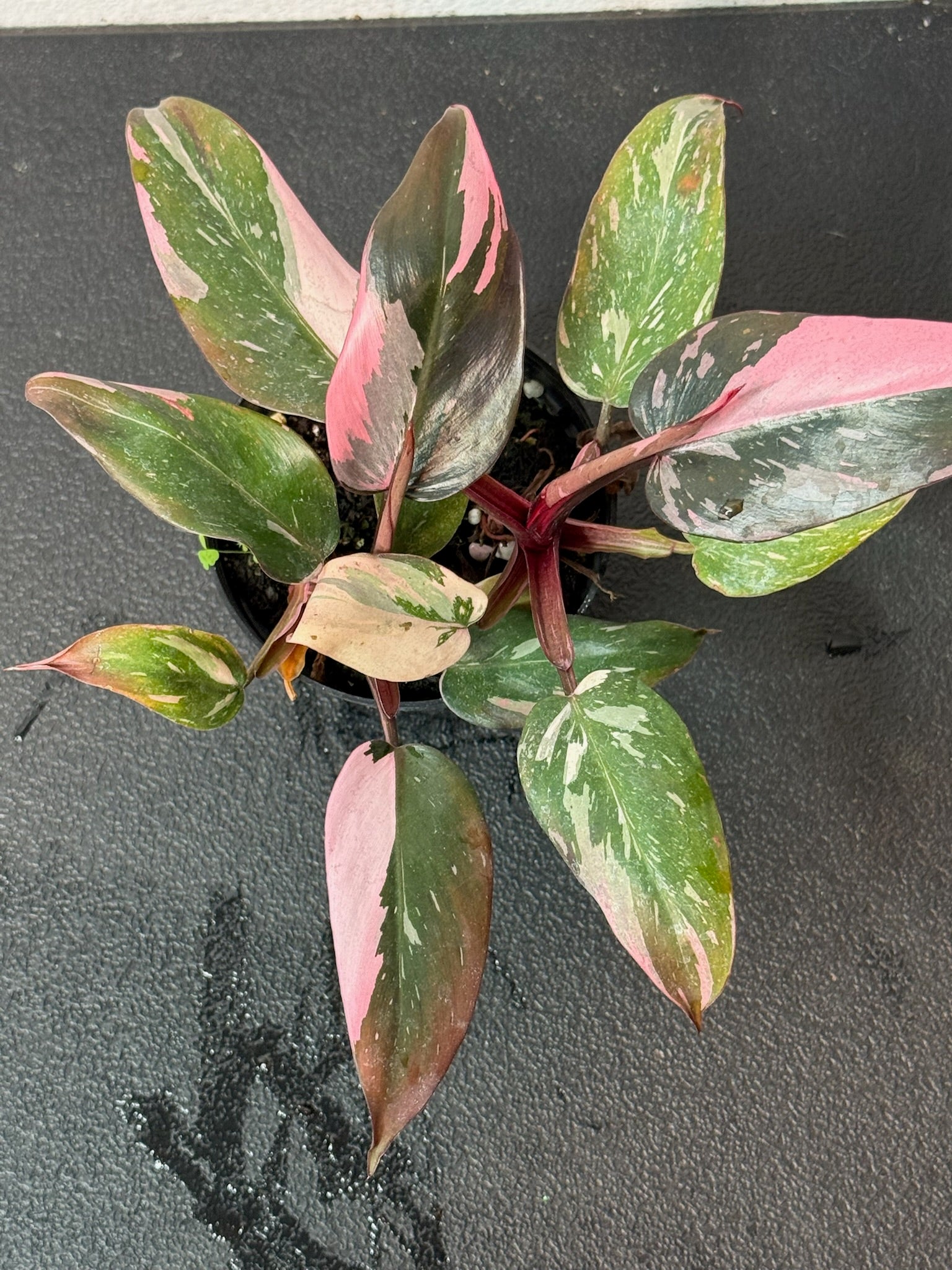 Philodendron Pink Princess Marble 4" Grower's Choice