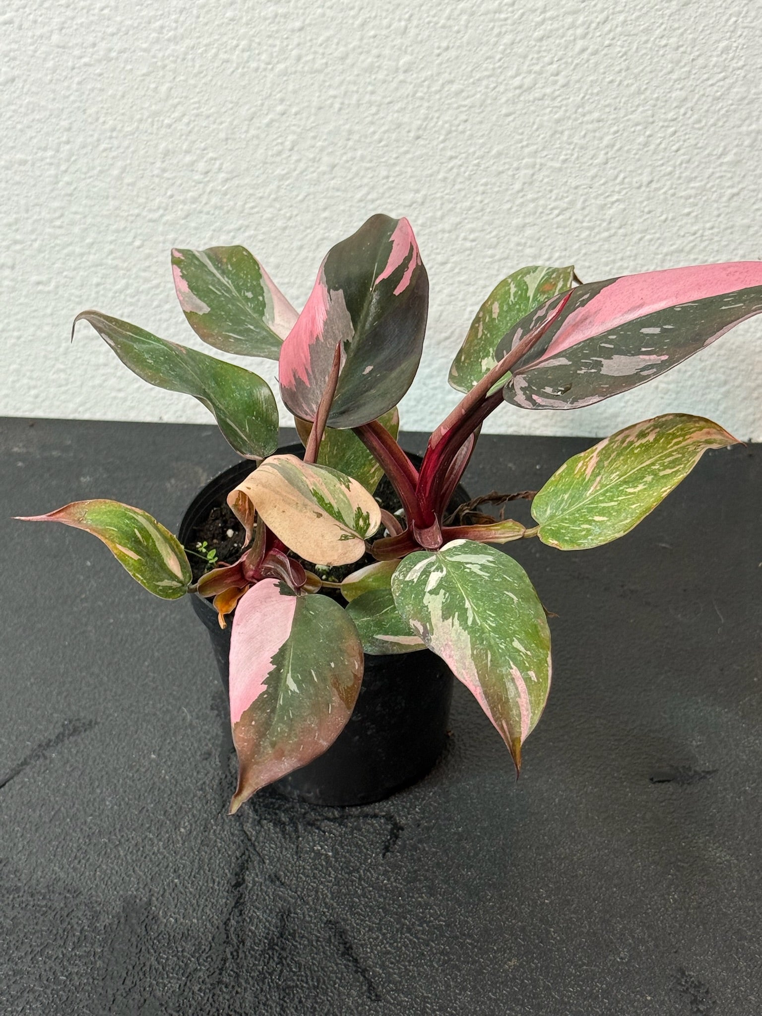Philodendron Pink Princess Marble 4" Grower's Choice