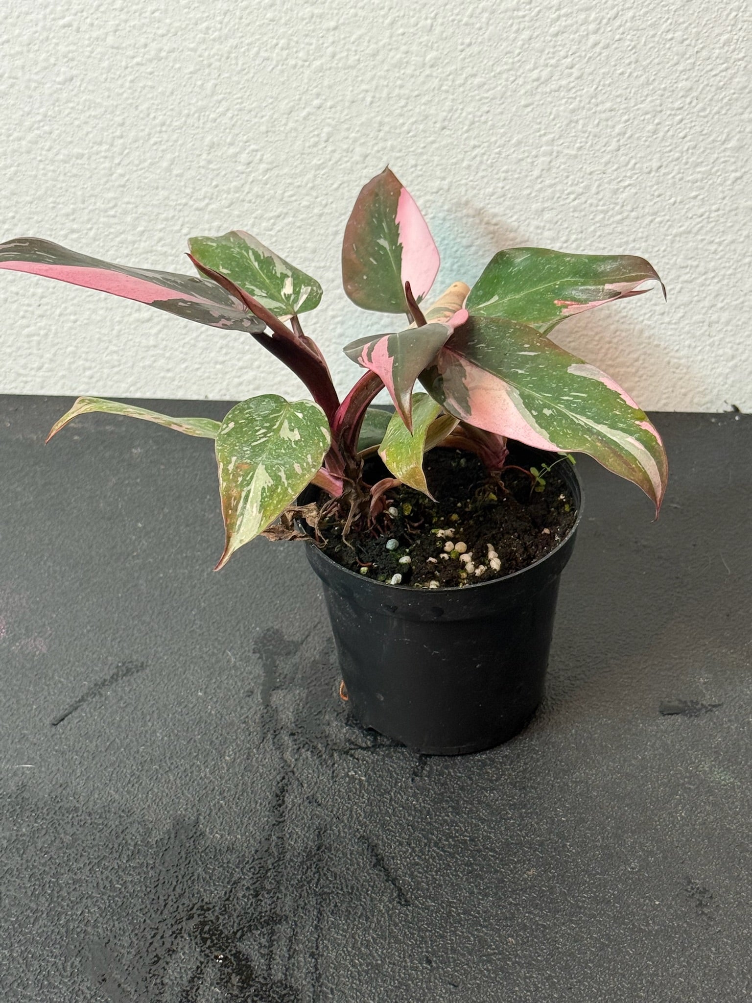 Philodendron Pink Princess Marble 4" Grower's Choice