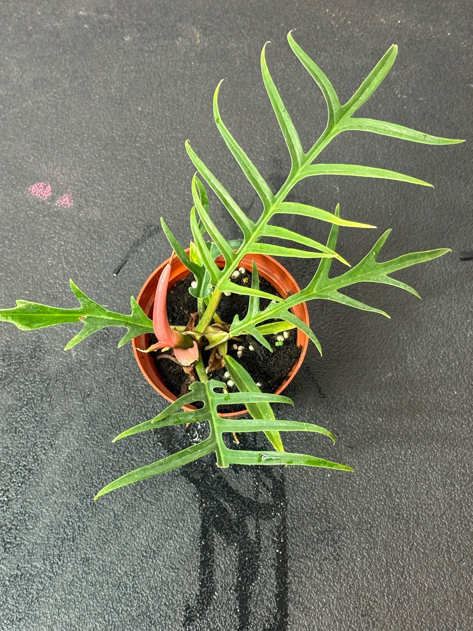 Philodendron Tortum 4" Grower's Choice