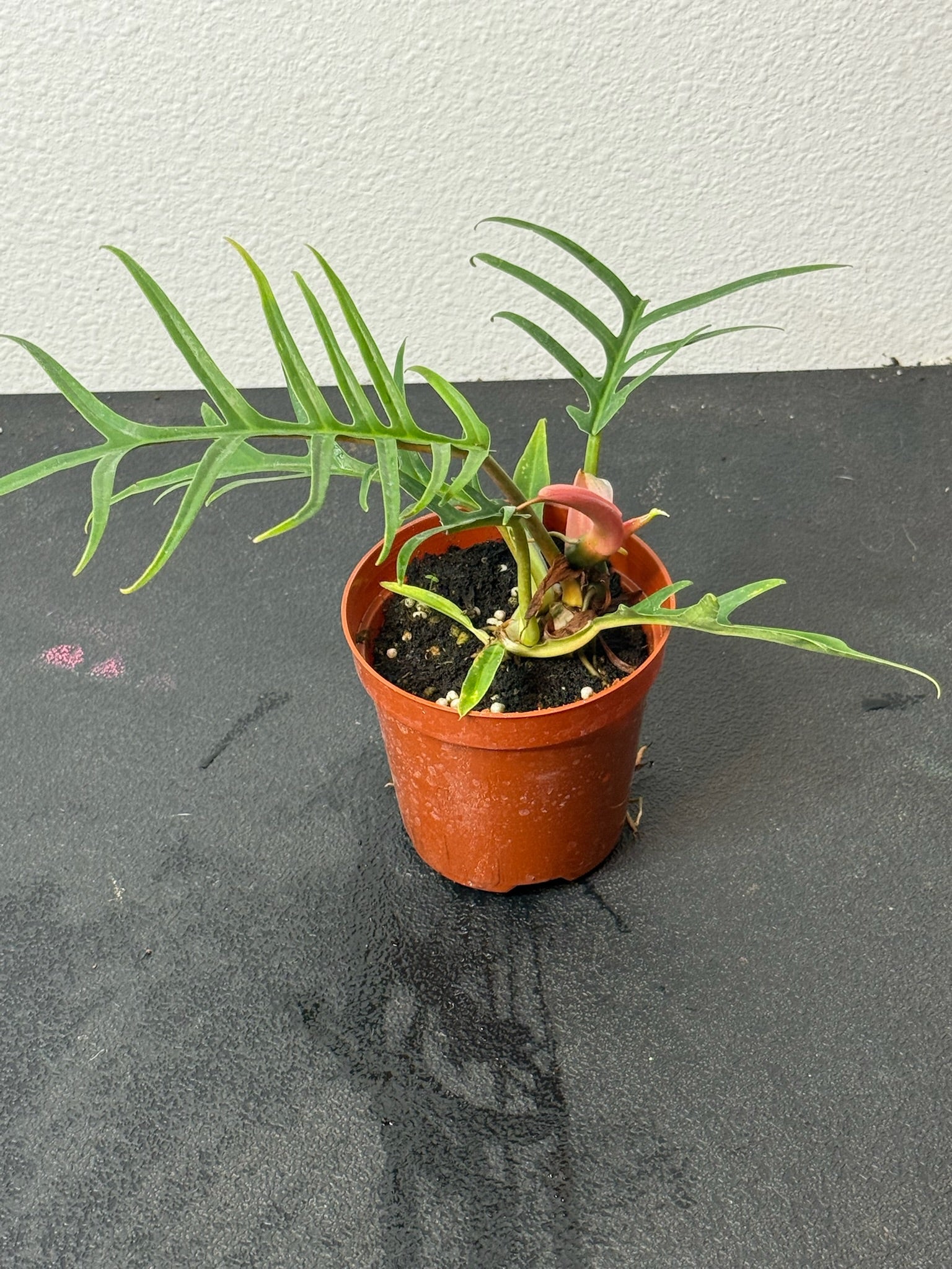 Philodendron Tortum 4" Grower's Choice