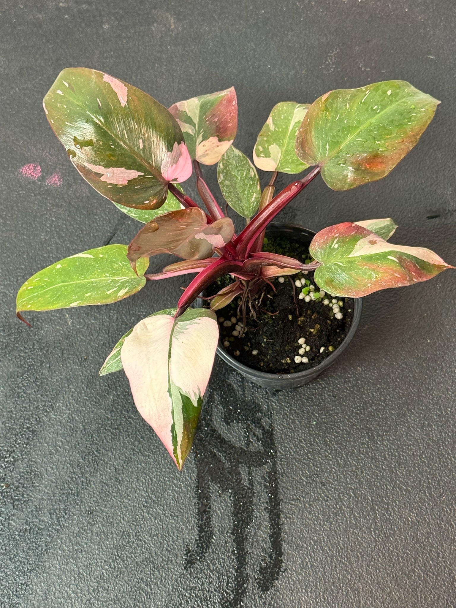 Philodendron Pink Princess Marble 4" Grower's Choice