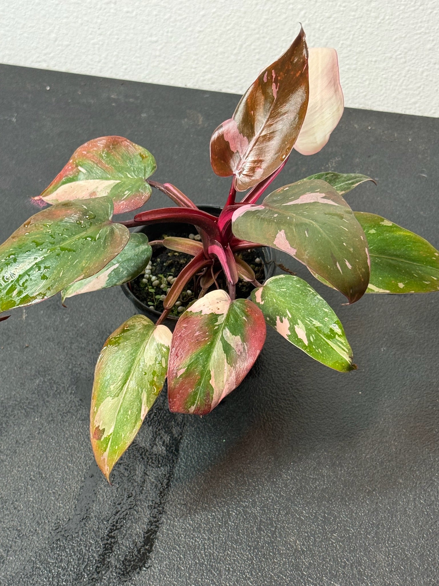 Philodendron Pink Princess Marble 4" Grower's Choice