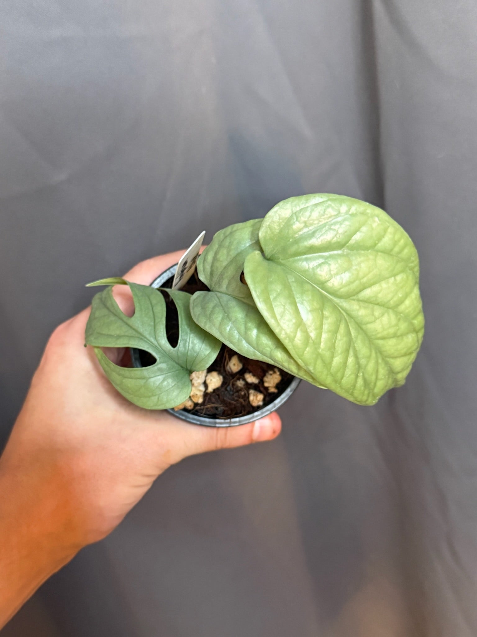 Amydrium Medium Blue 4” Grower's Choice - Jacksbs