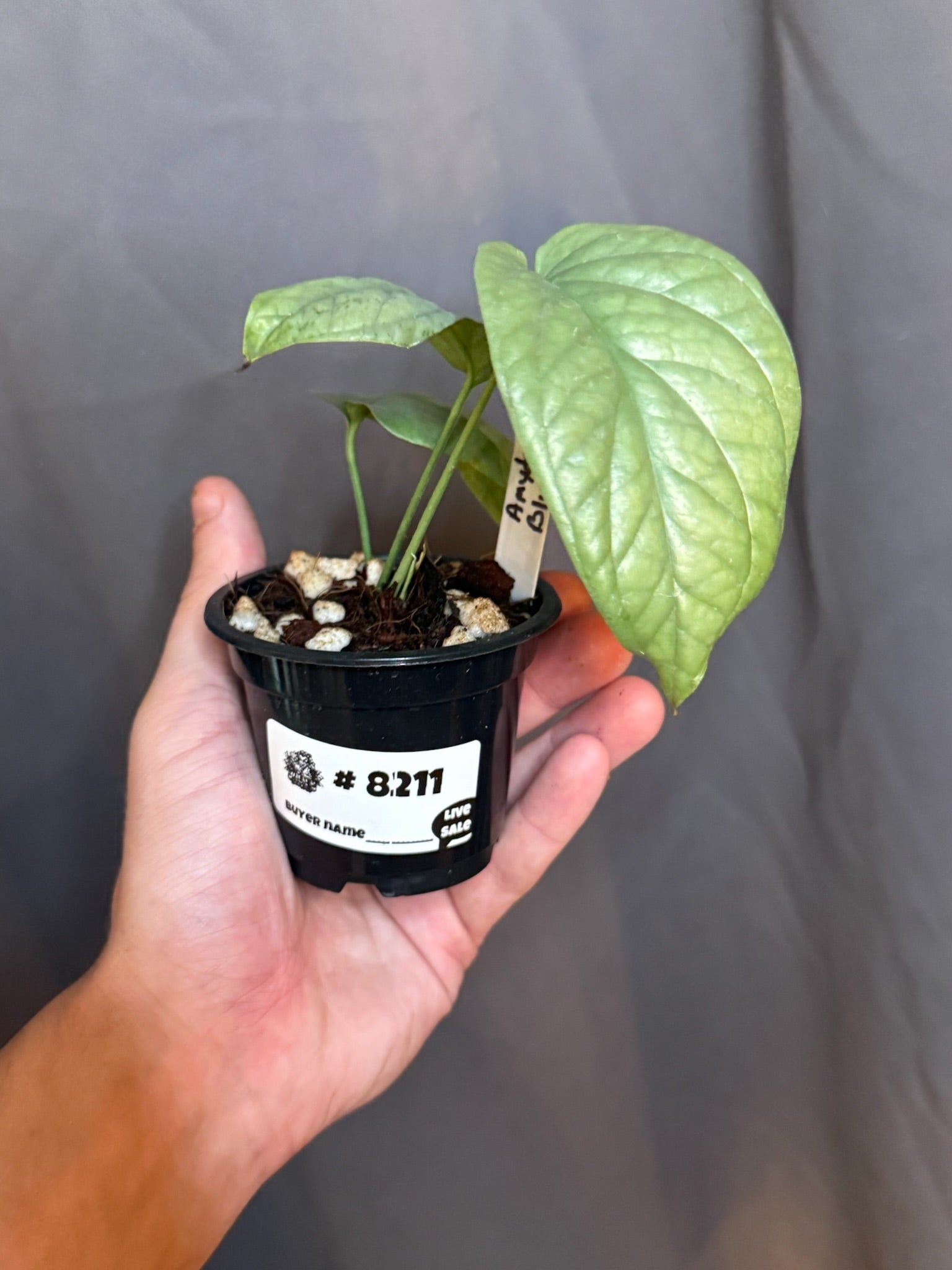 Amydrium Medium Blue 4” Grower's Choice - Jacksbs