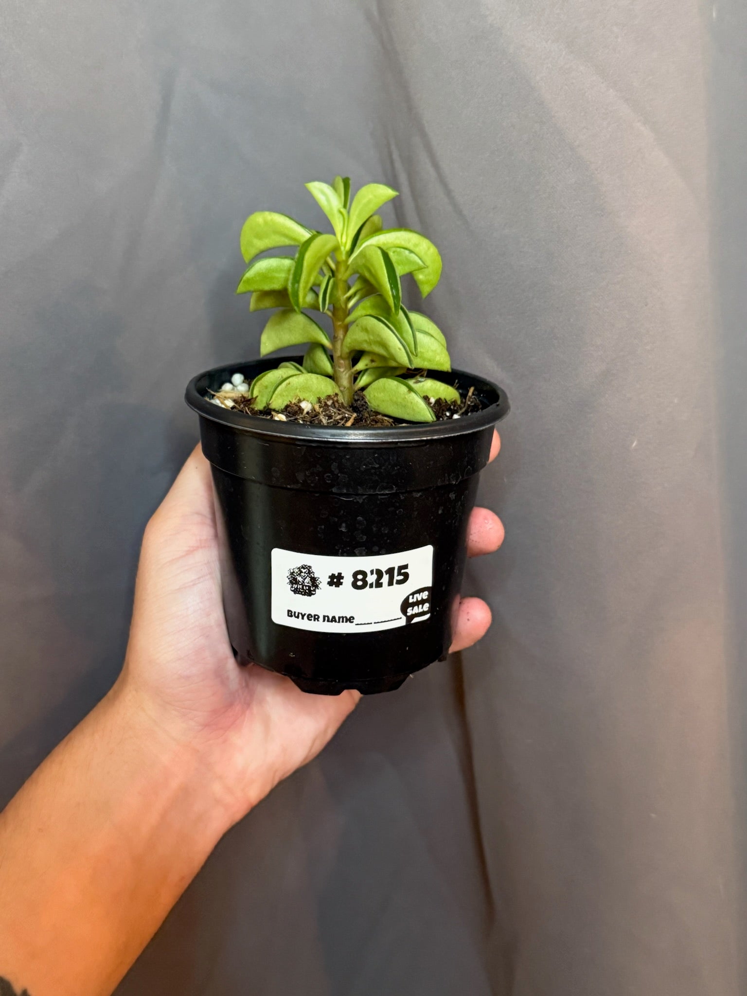 Peperomia Fire Sparks 4” Grower's Choice - Jacksbs