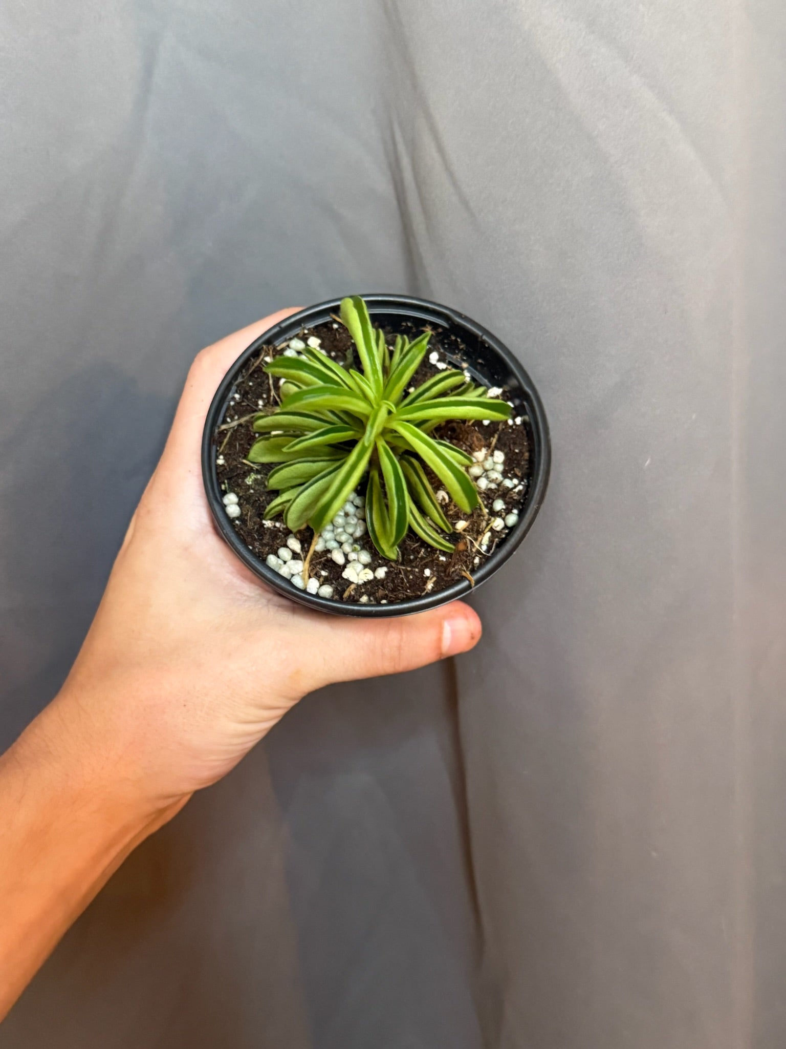 Peperomia Fire Sparks 4” Grower's Choice - Jacksbs