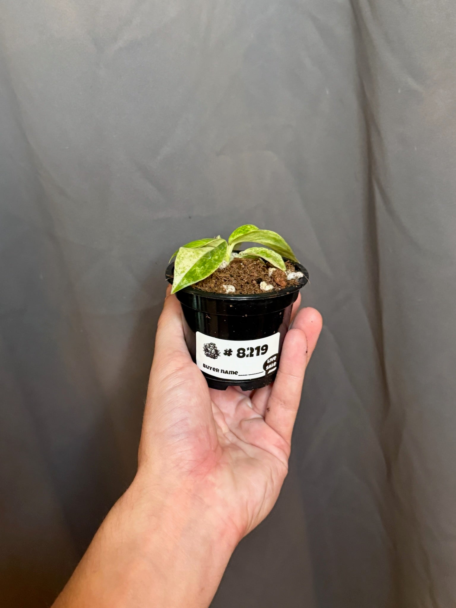 3" Philodendron Giganteum Blizzard Var Growers Choice - Jacksbs