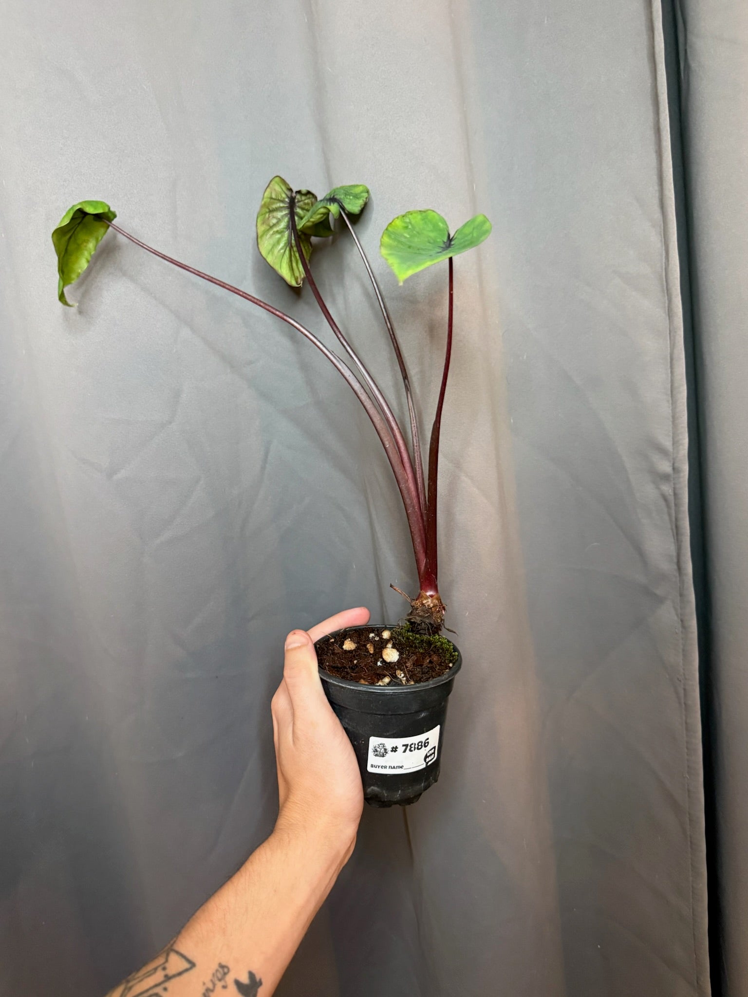 4" Colocasia Pharoahs Mask CLEARANCE - Jacksbs