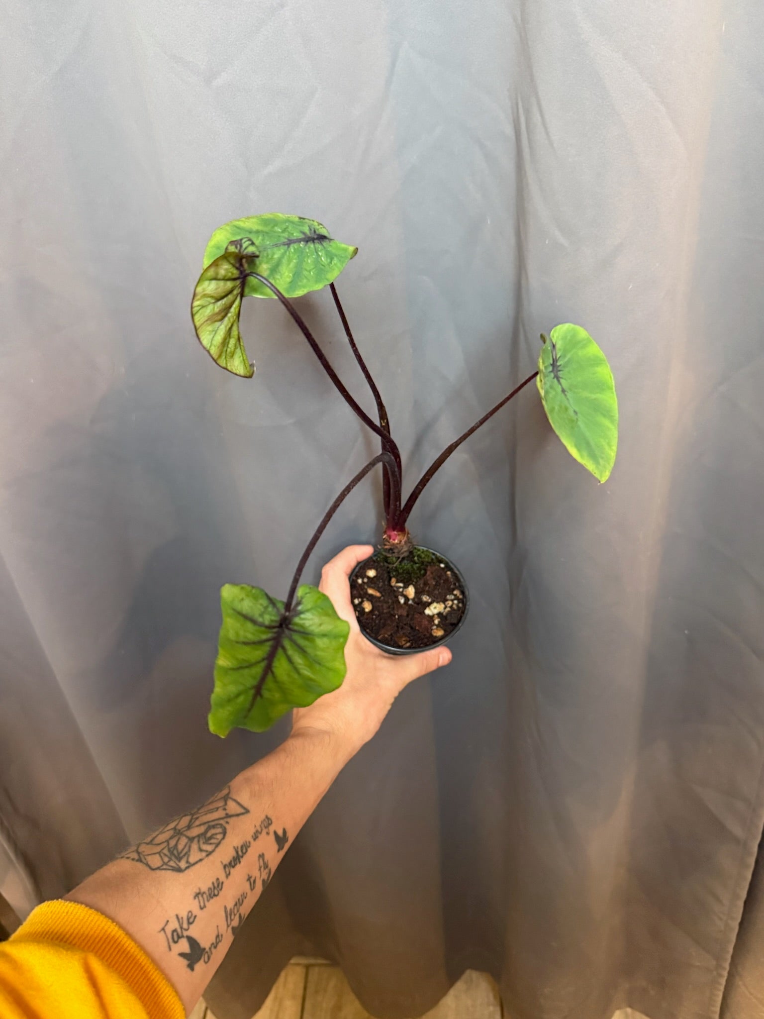 4" Colocasia Pharoahs Mask CLEARANCE - Jacksbs