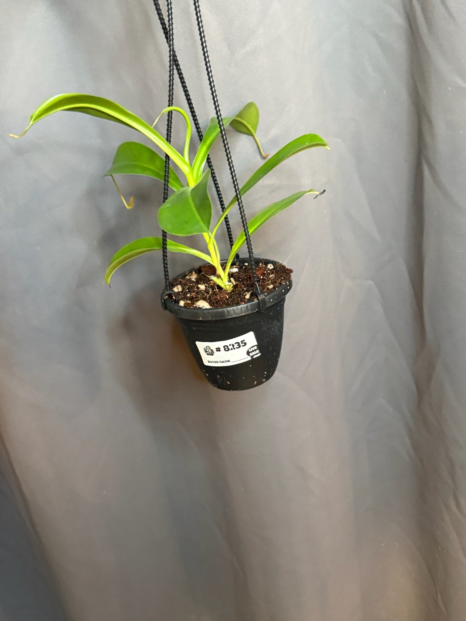 Nepenthes Alata 3" Hanging Basket Growers Choice - Jacksbs