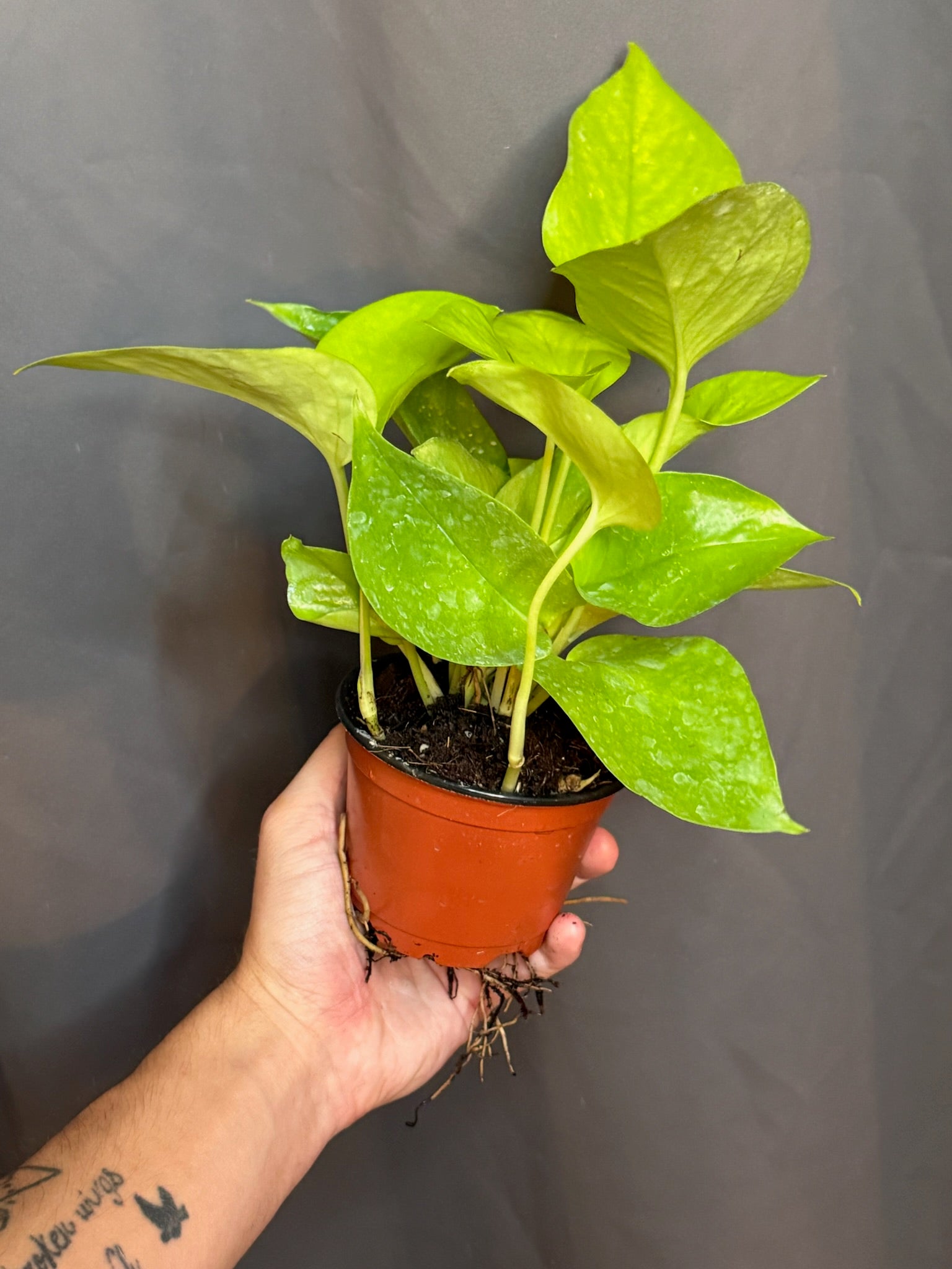 Neon Pothos 4" Grower's Choice - Jacksbs
