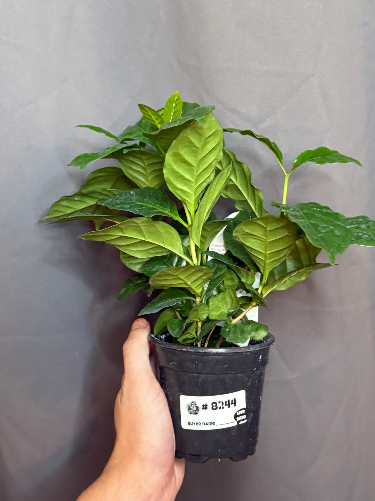Arabian Coffee Plant 4" Grower's Choice - Jacksbs