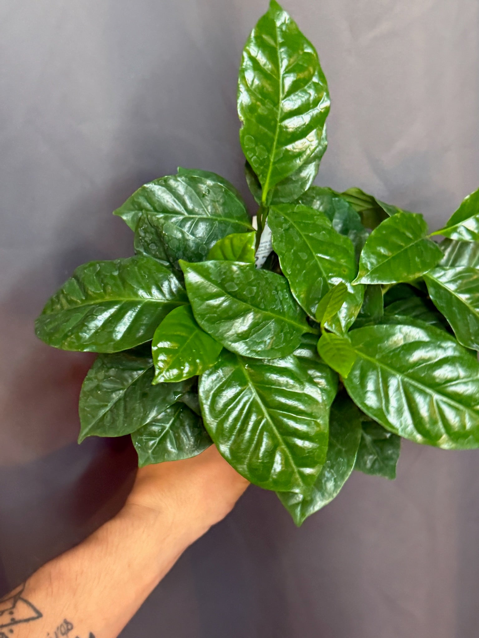 Arabian Coffee Plant 4" Grower's Choice - Jacksbs