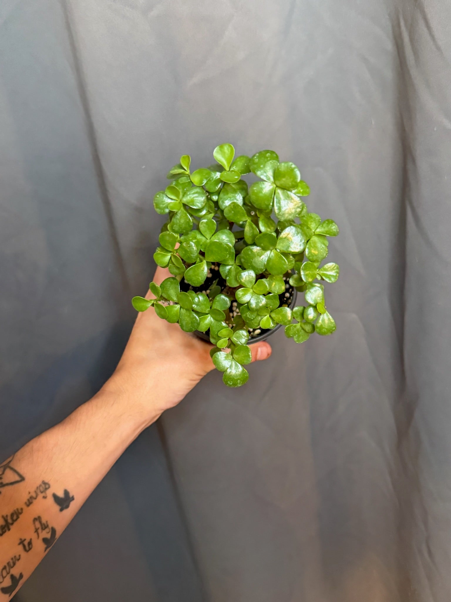 Jade Plant 4” Grower's Choice - Jacksbs