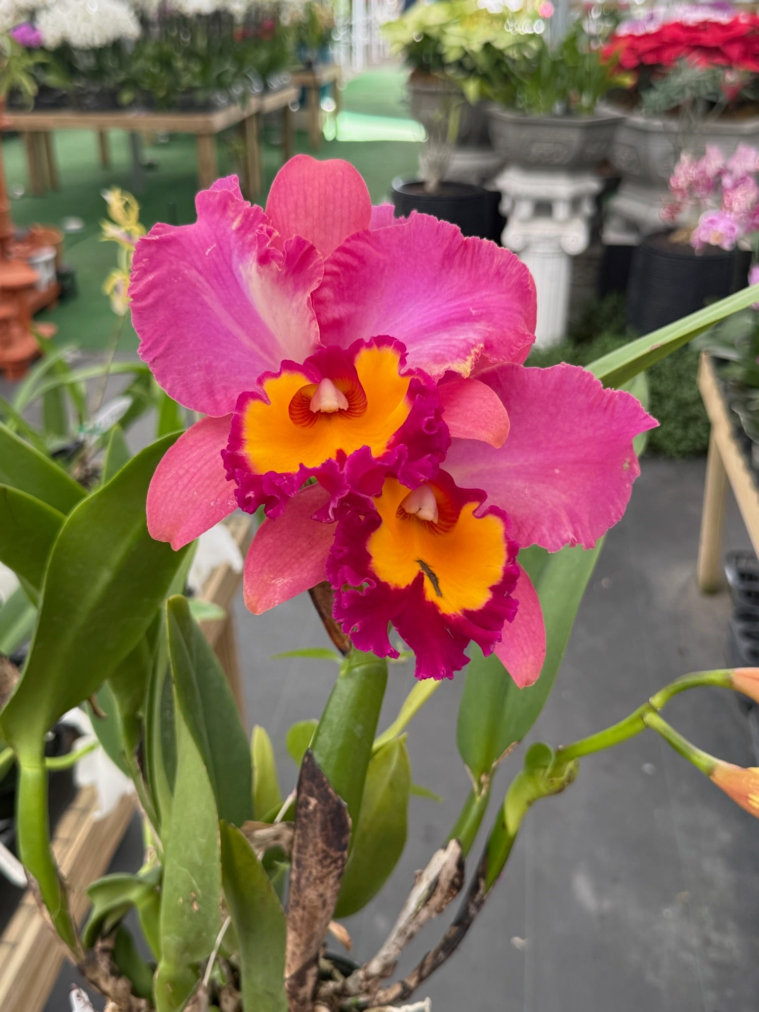 Phalaenopsis orchid Small Growers Choice