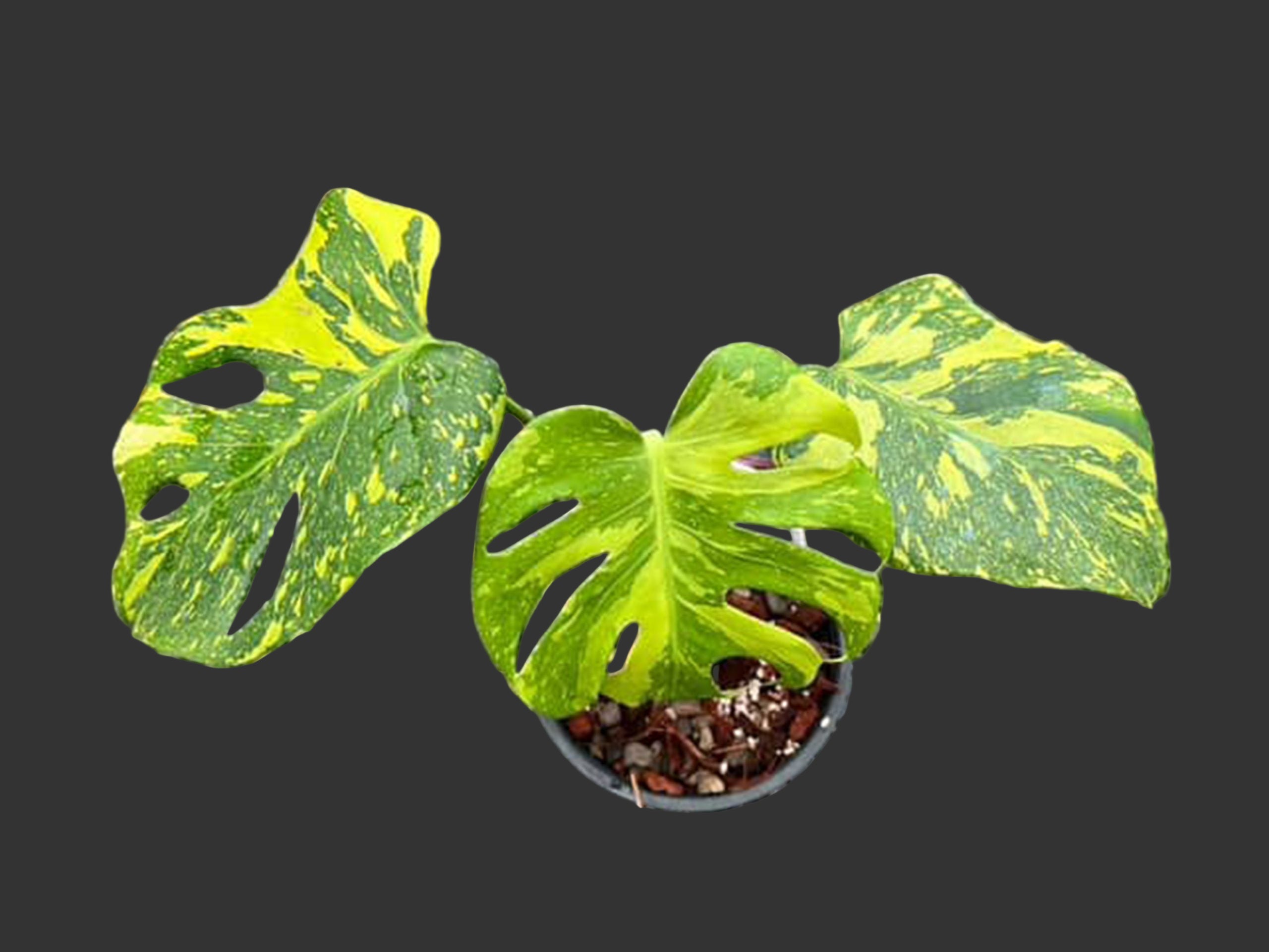 Monstera Electrolyte TC - Ships 1/7 | Jacksbs