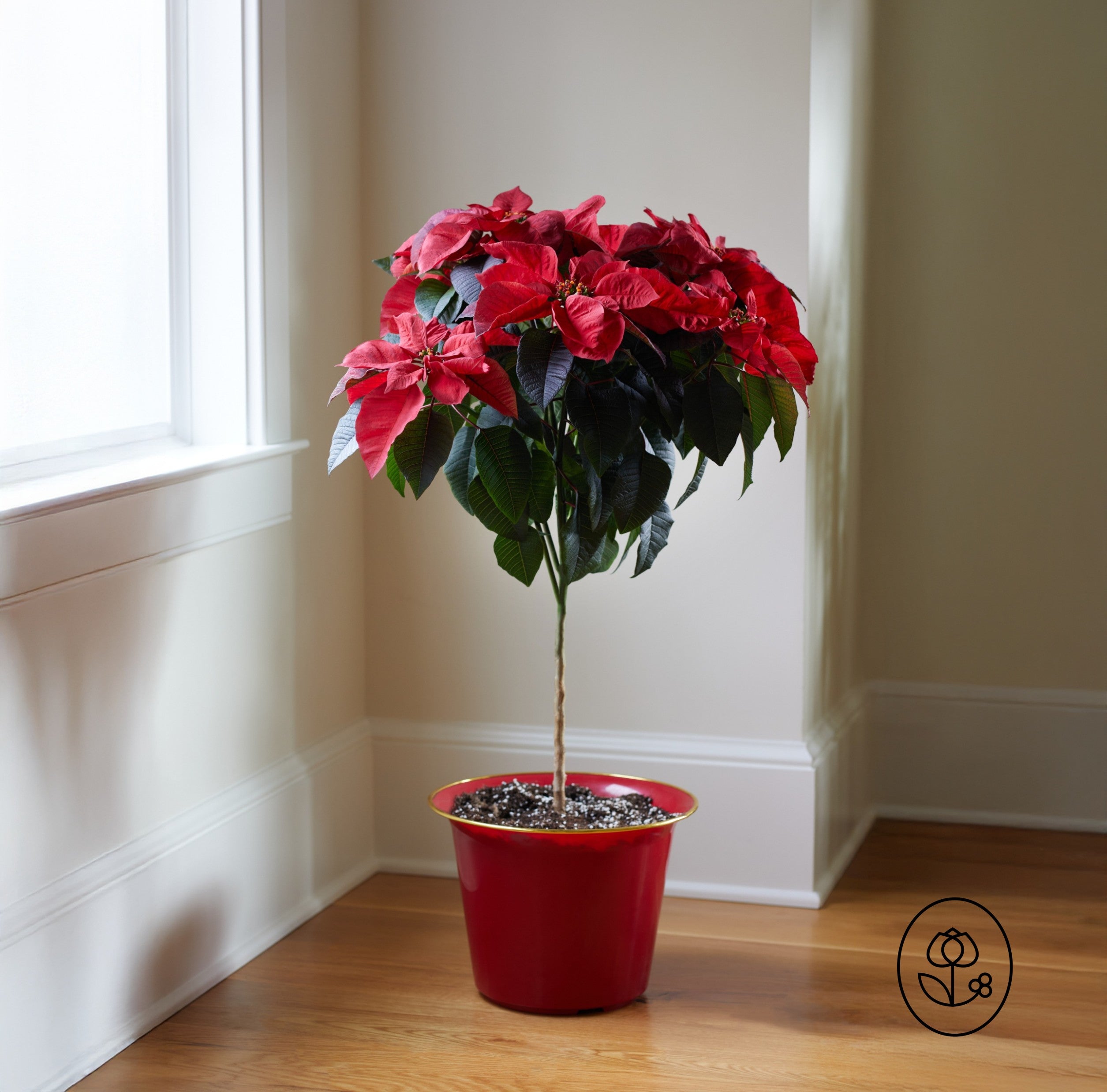 Poinsettia Tree 3Gal - pickup only starting 12/3 - Jacksbs