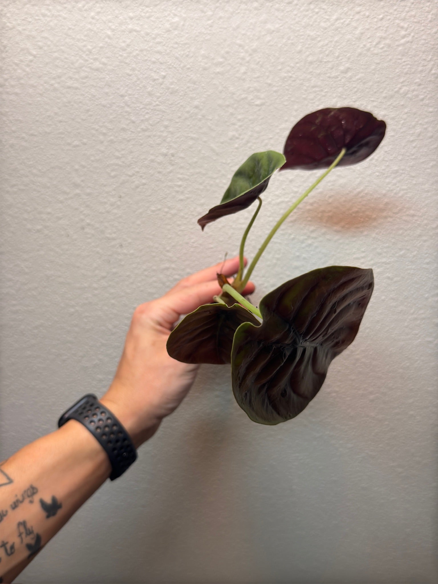 Plug pack 4 plants random image 5