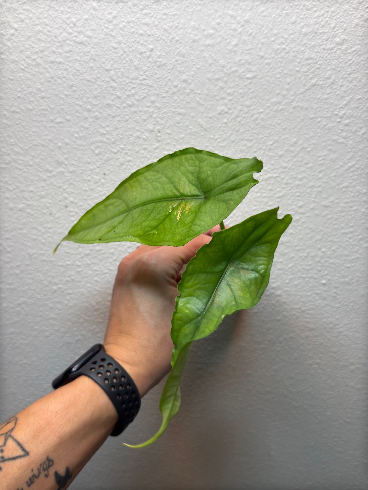 Plug pack 4 plants random image 7