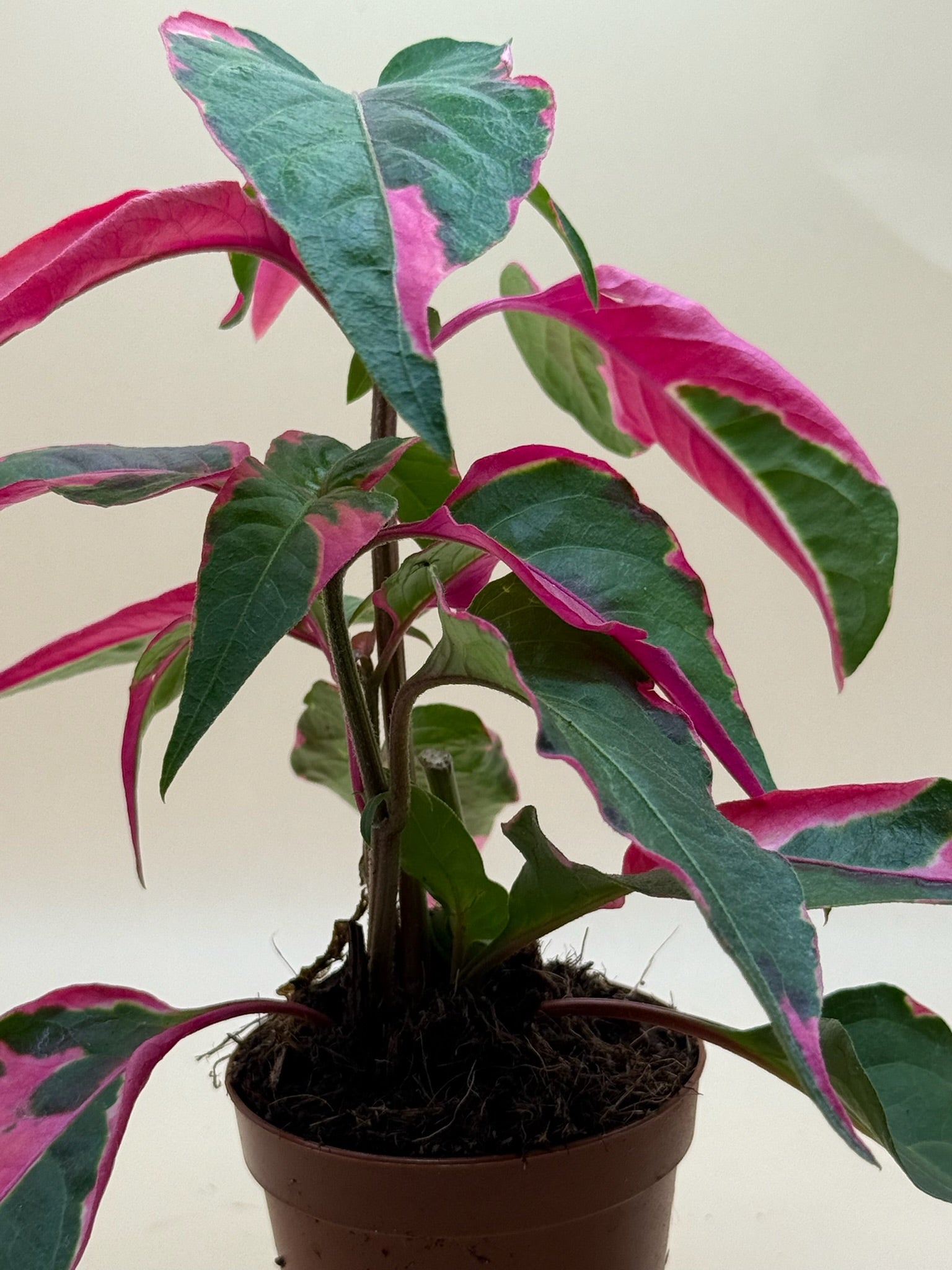 Alternanthera Party Time 2” image 1