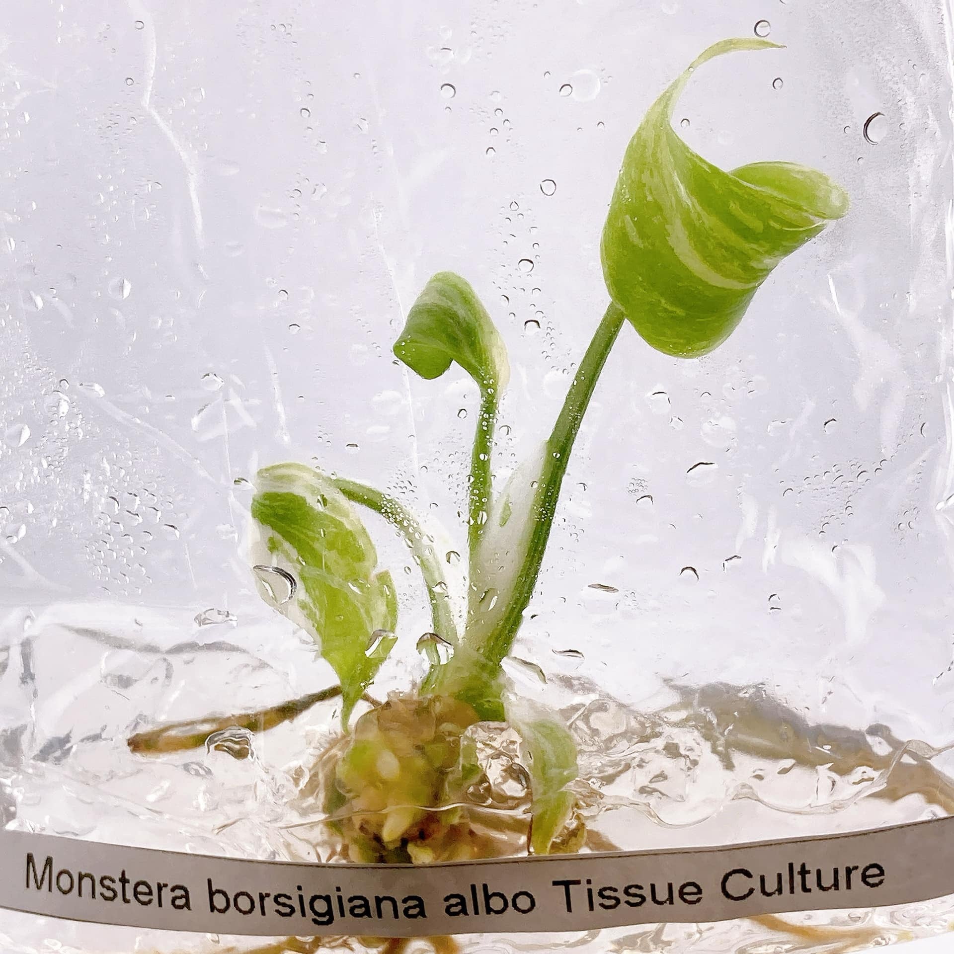 Monstera Albo TC Growers Choice image 4