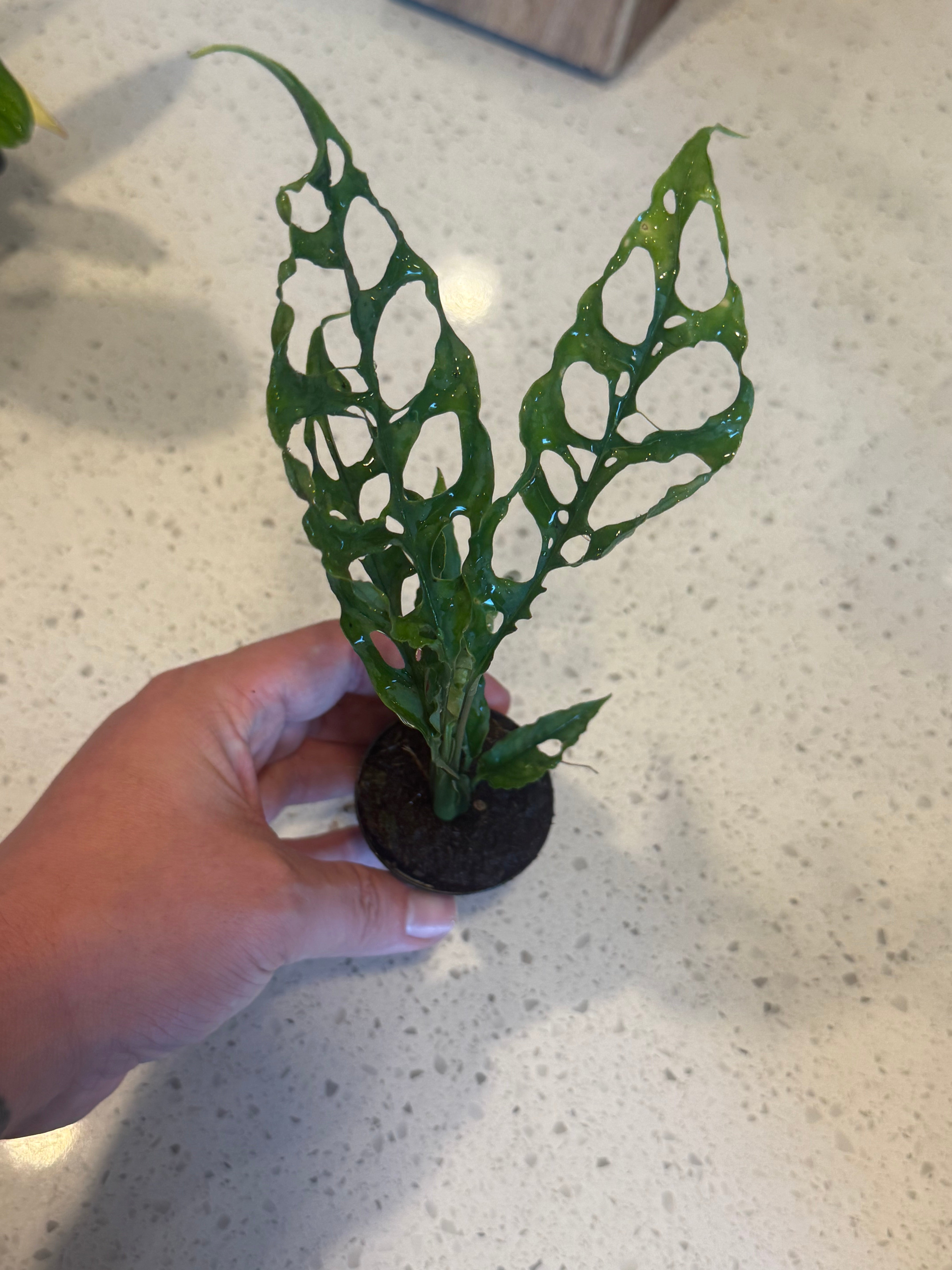 Monstera Obliqua 2" image 0