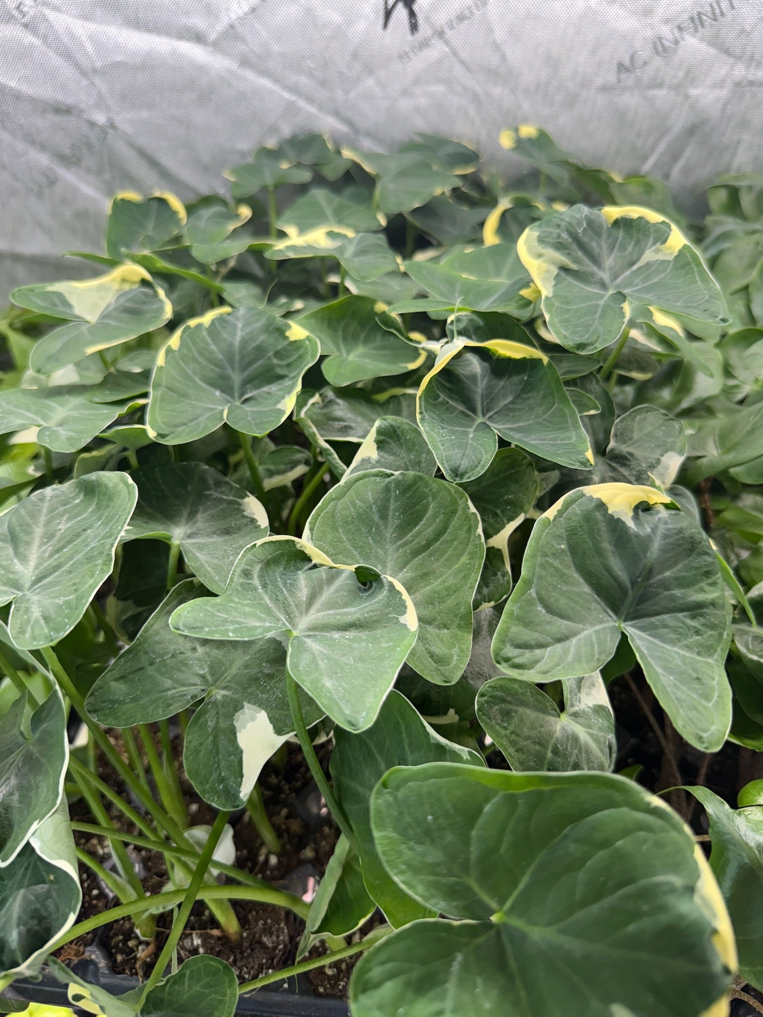 Monthly Plant Box 3 Plants image 5