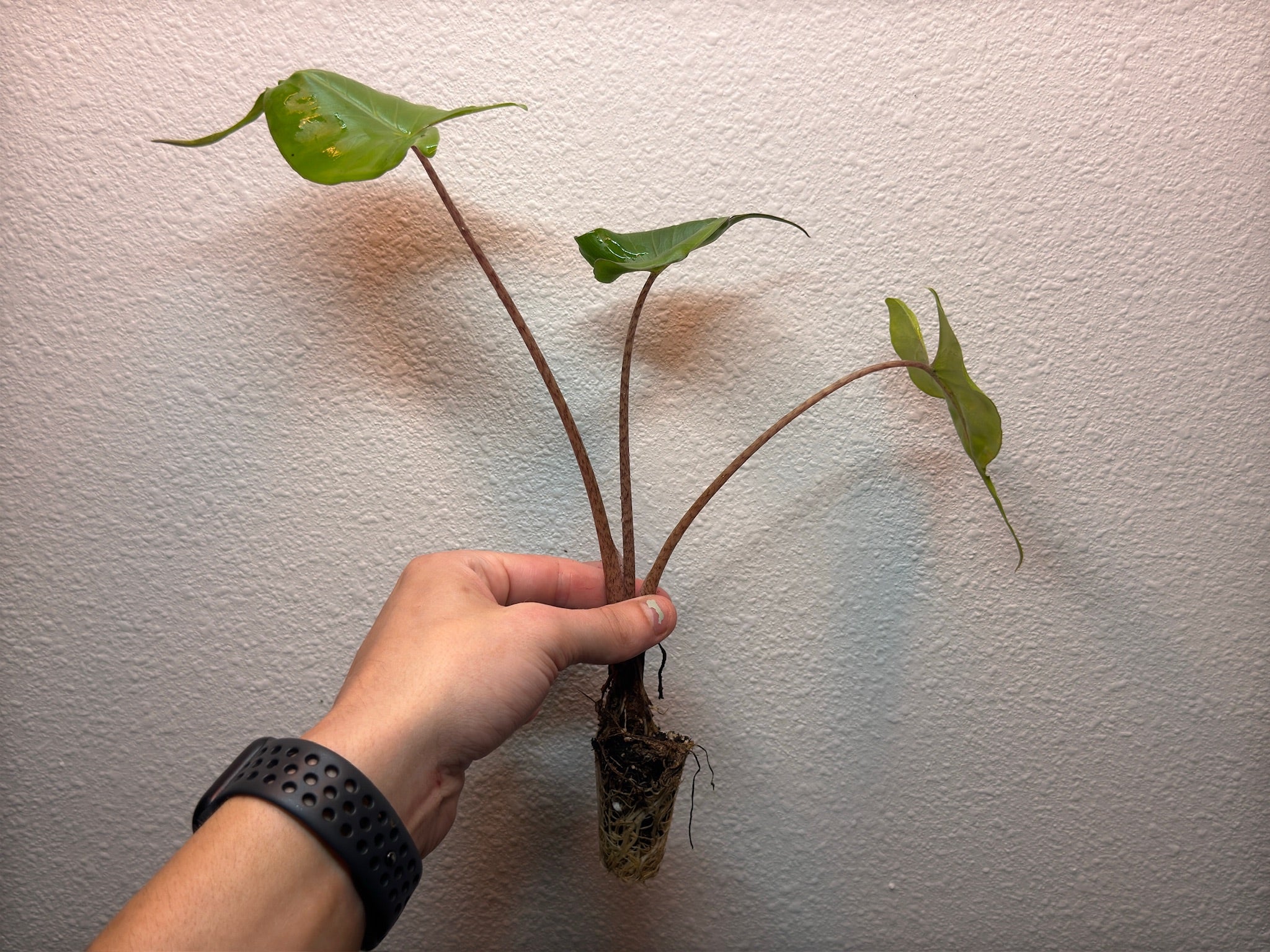 Plug pack 4 plants random image 3