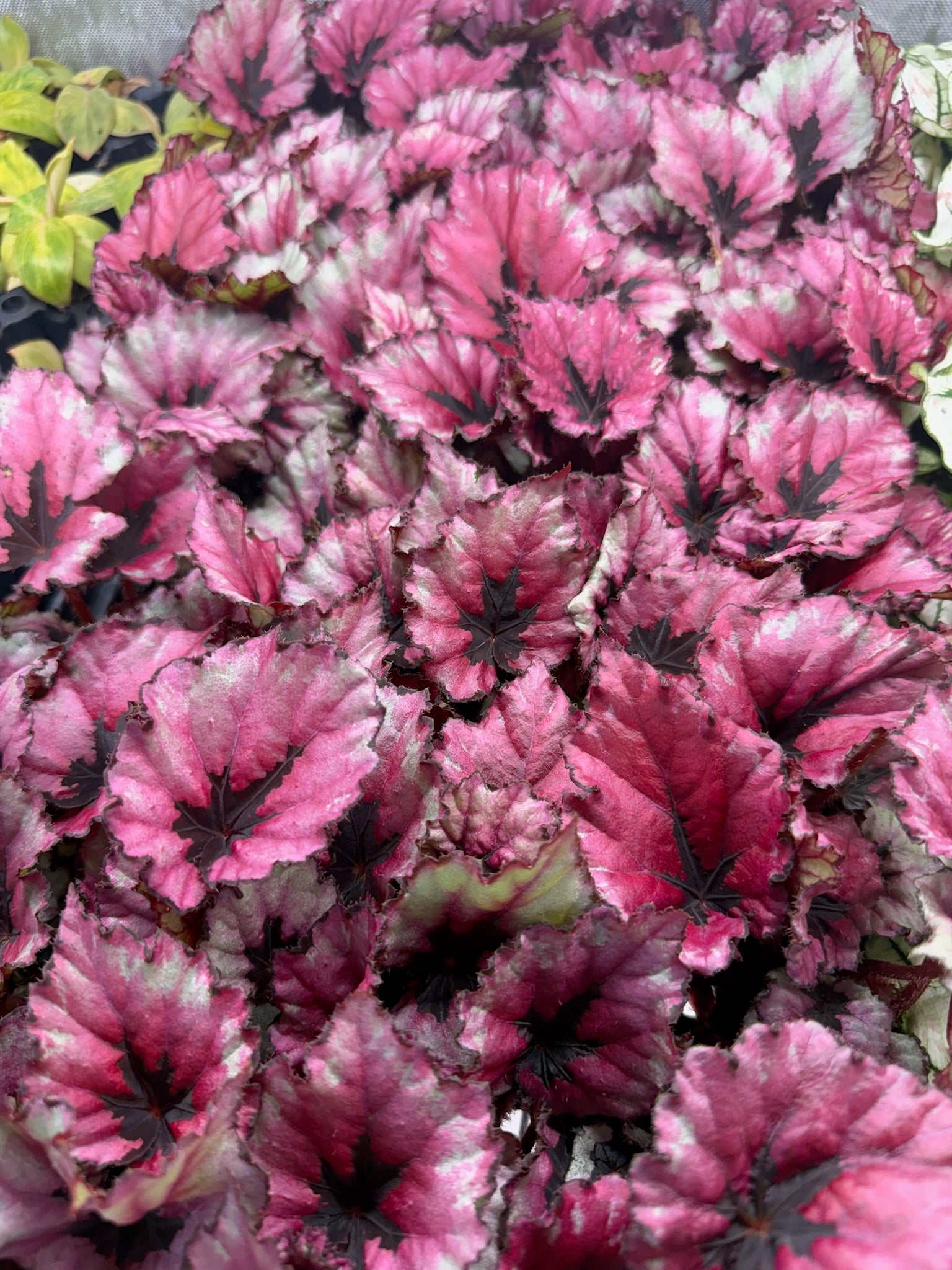 Monthly Plant Box 3 Plants image 1