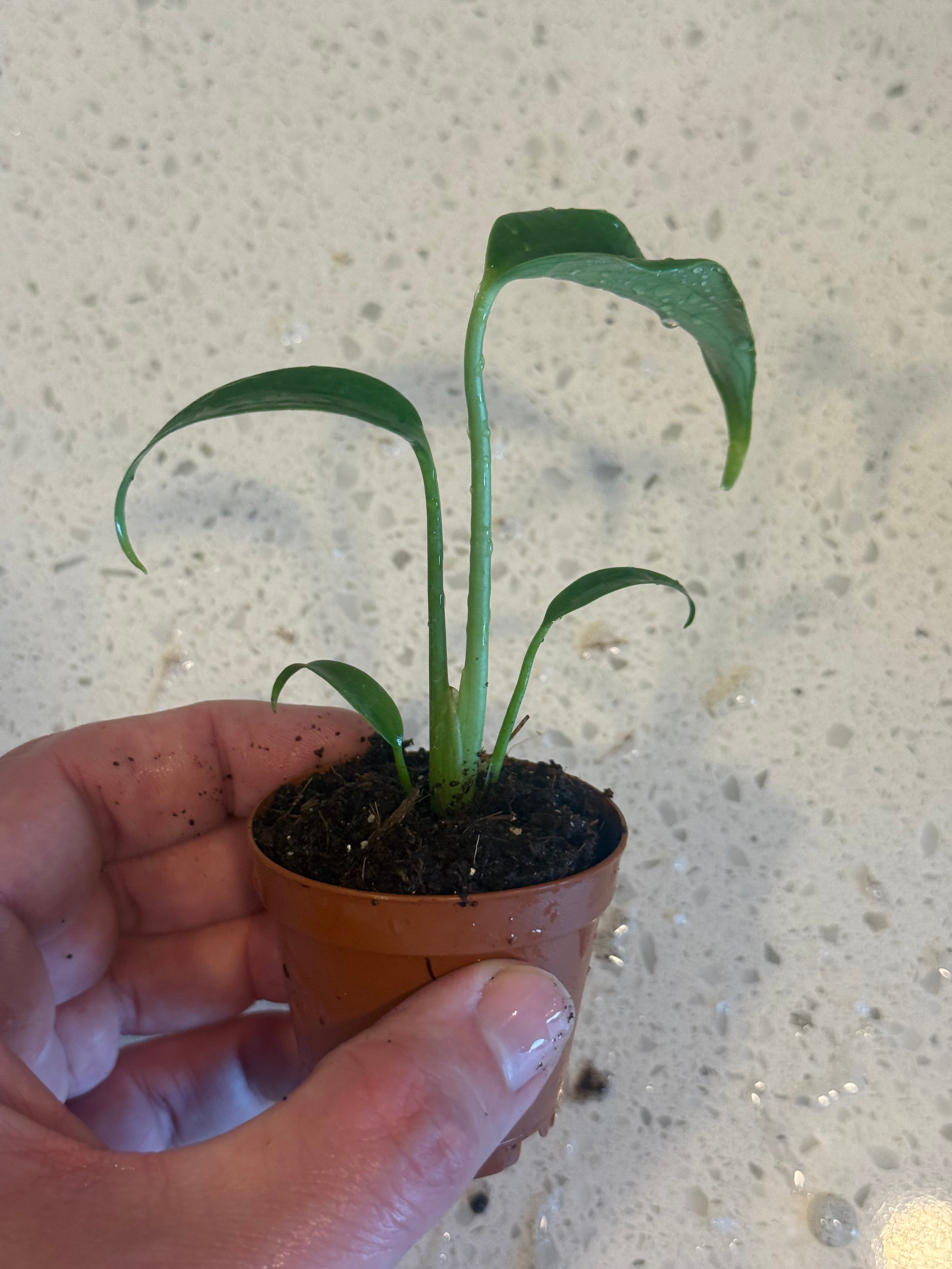 Monstera Burle Marx Flame 2" image 0