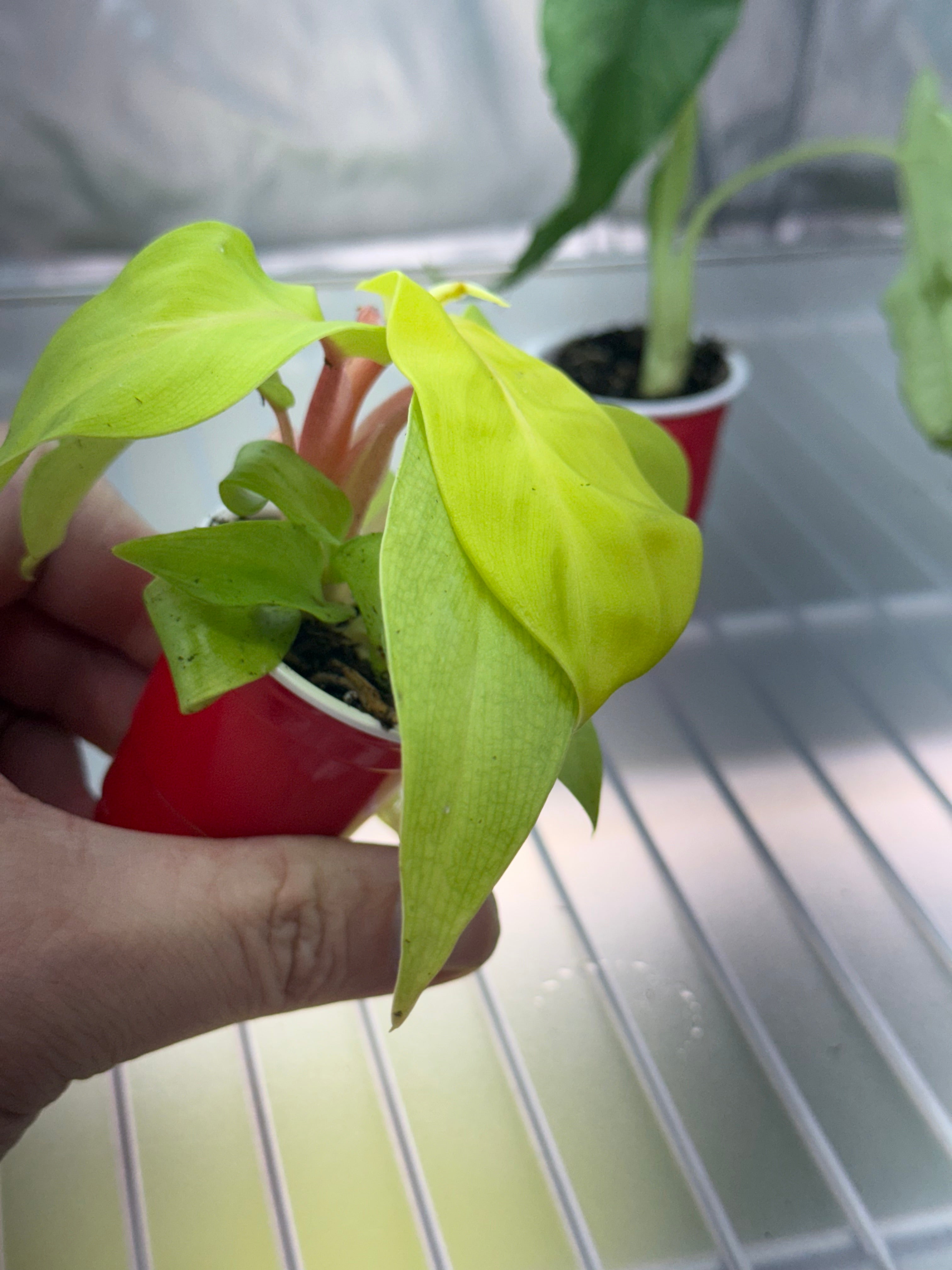 Philodendron Sellam Gold Plug image 2