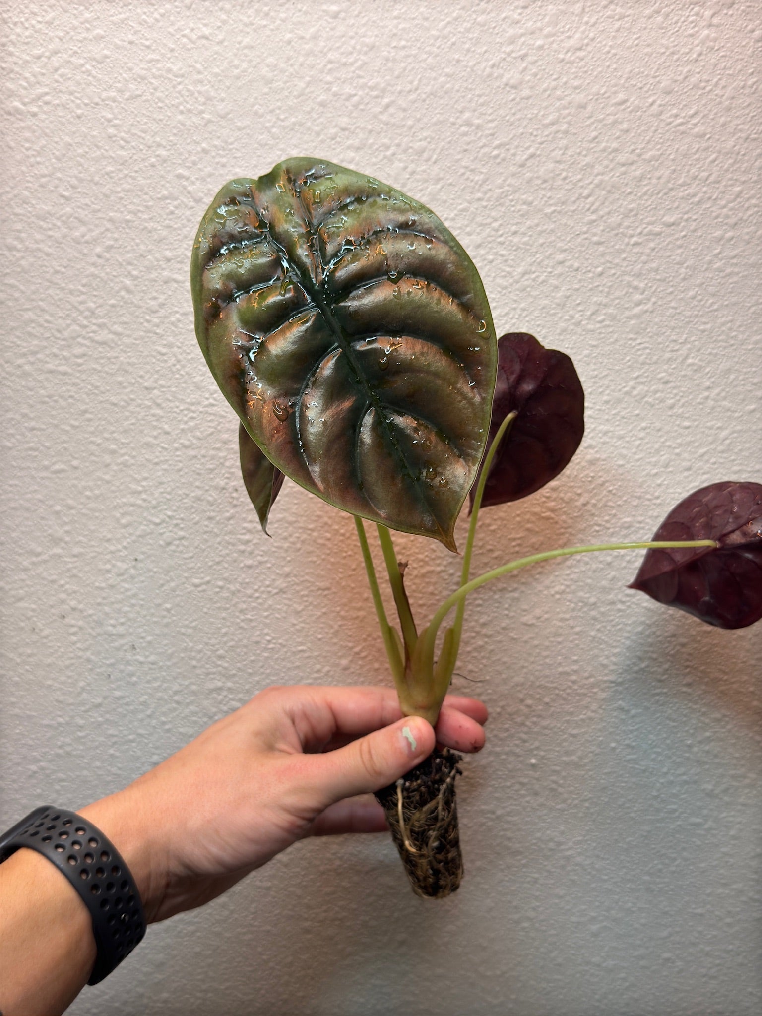 Plug pack 4 plants random image 1