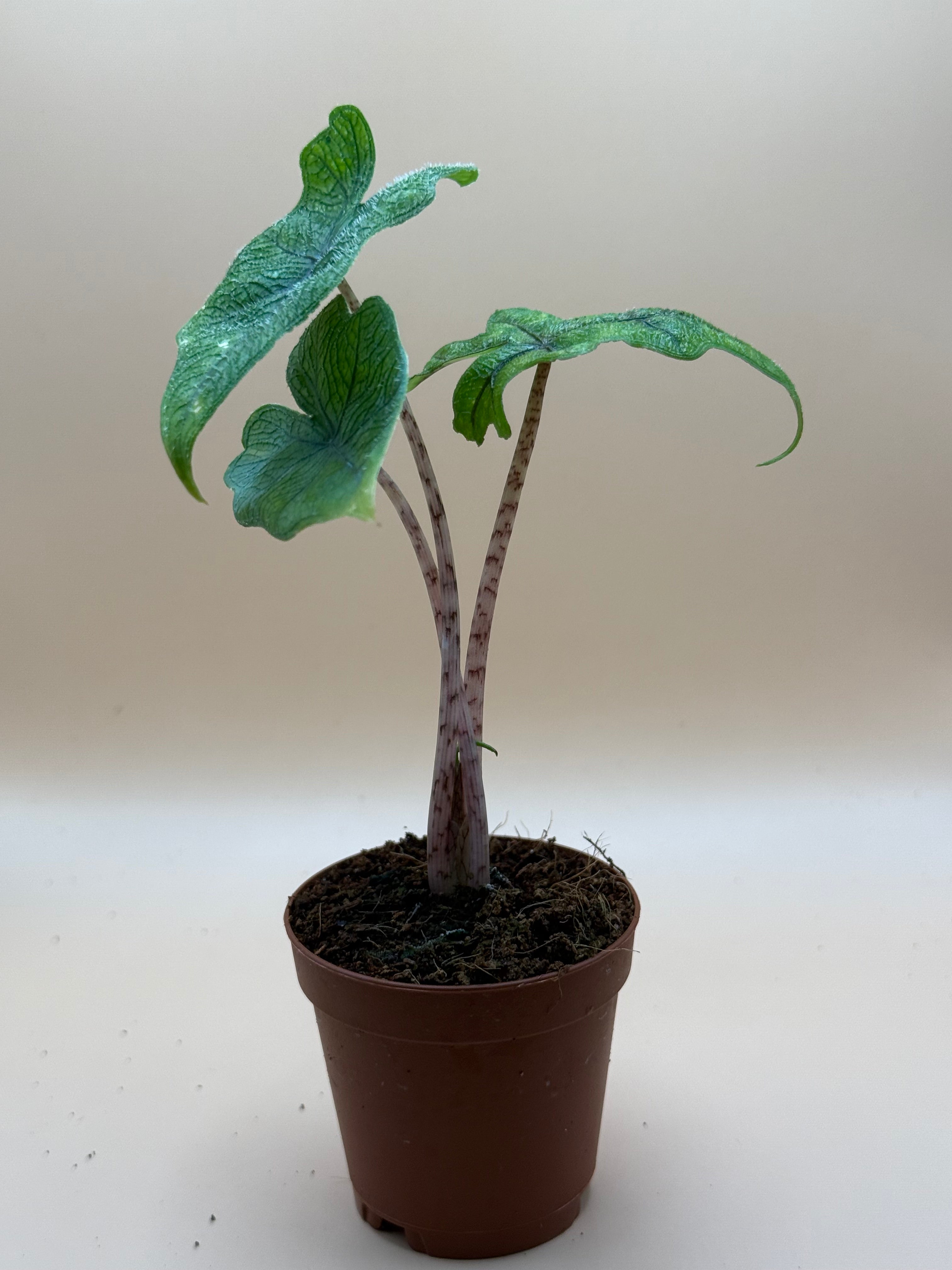 Alocasia Jacklyn 2" image 0
