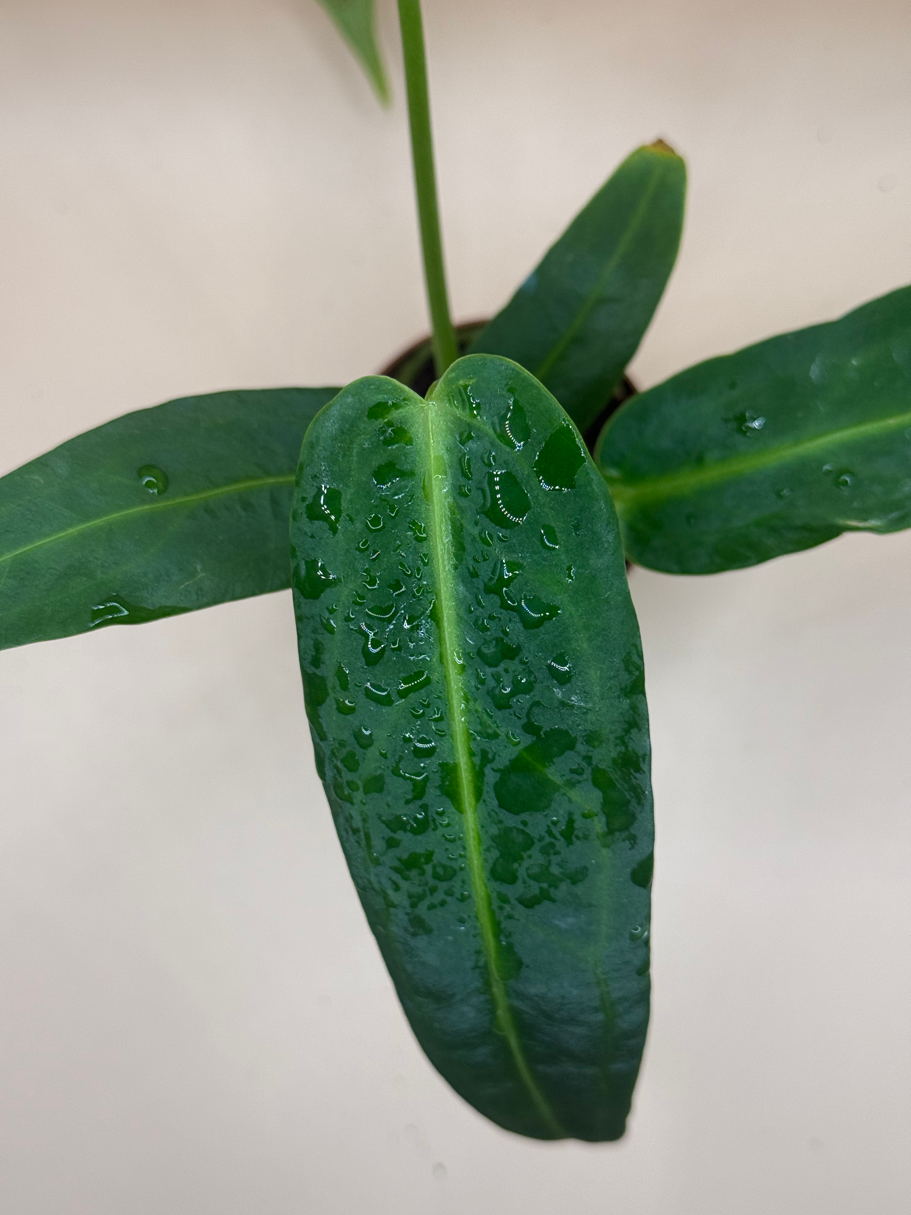 Anthurium Warocqueanum  image 3