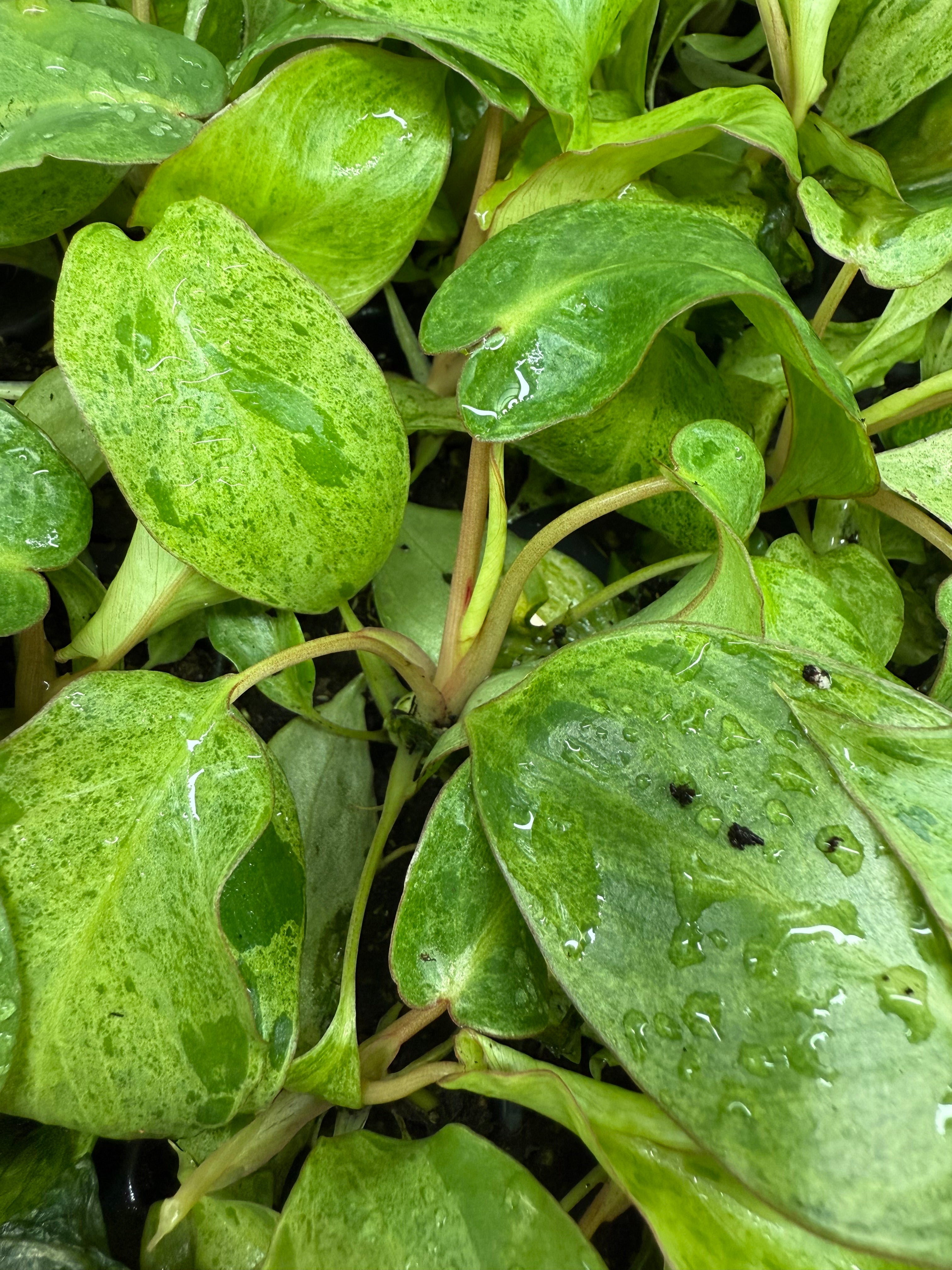 Monthly Plant Box 3 Plants image 12