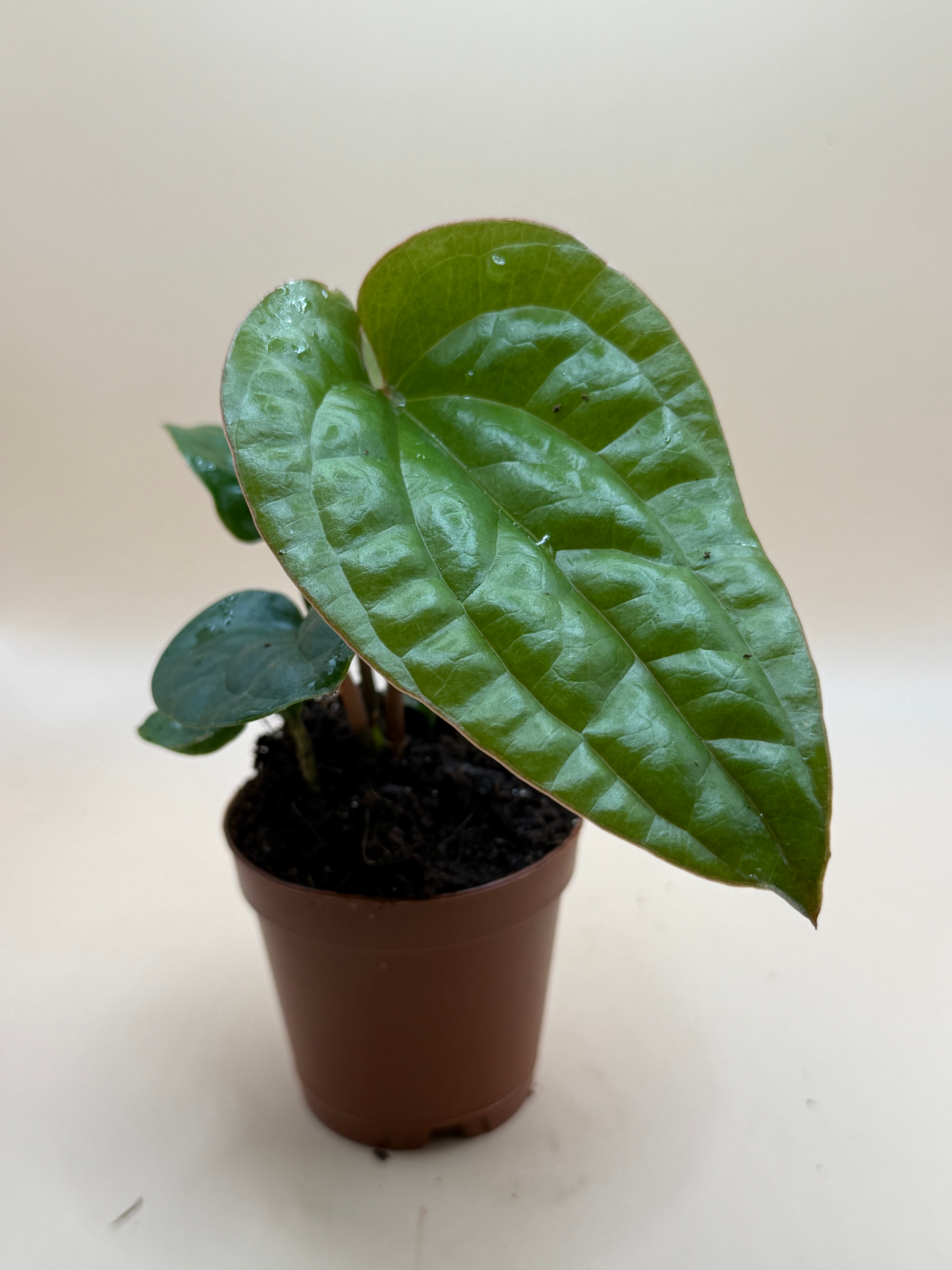 Anthurium Radicans x Luxurans 2" image 0