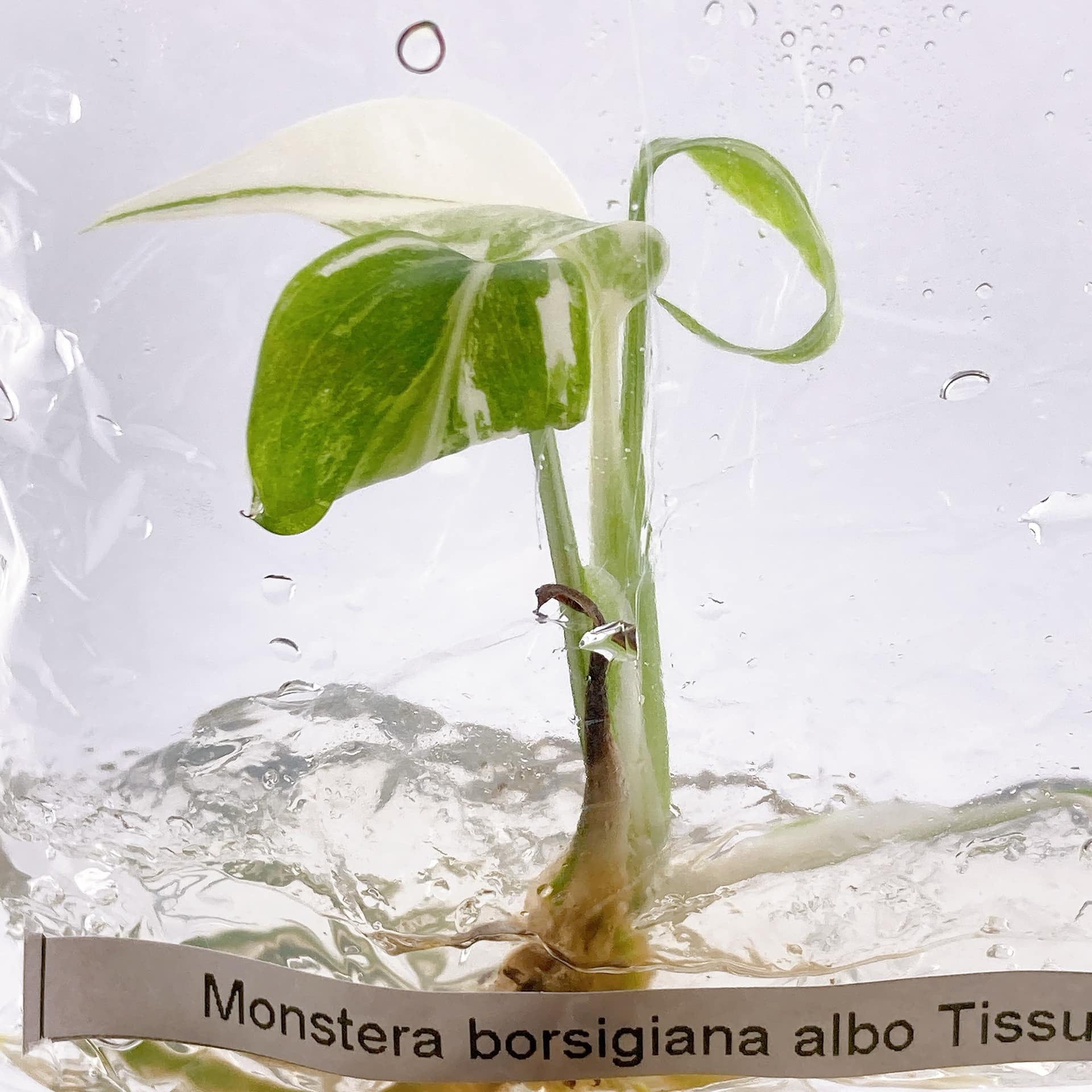 Monstera Albo TC Growers Choice image 2