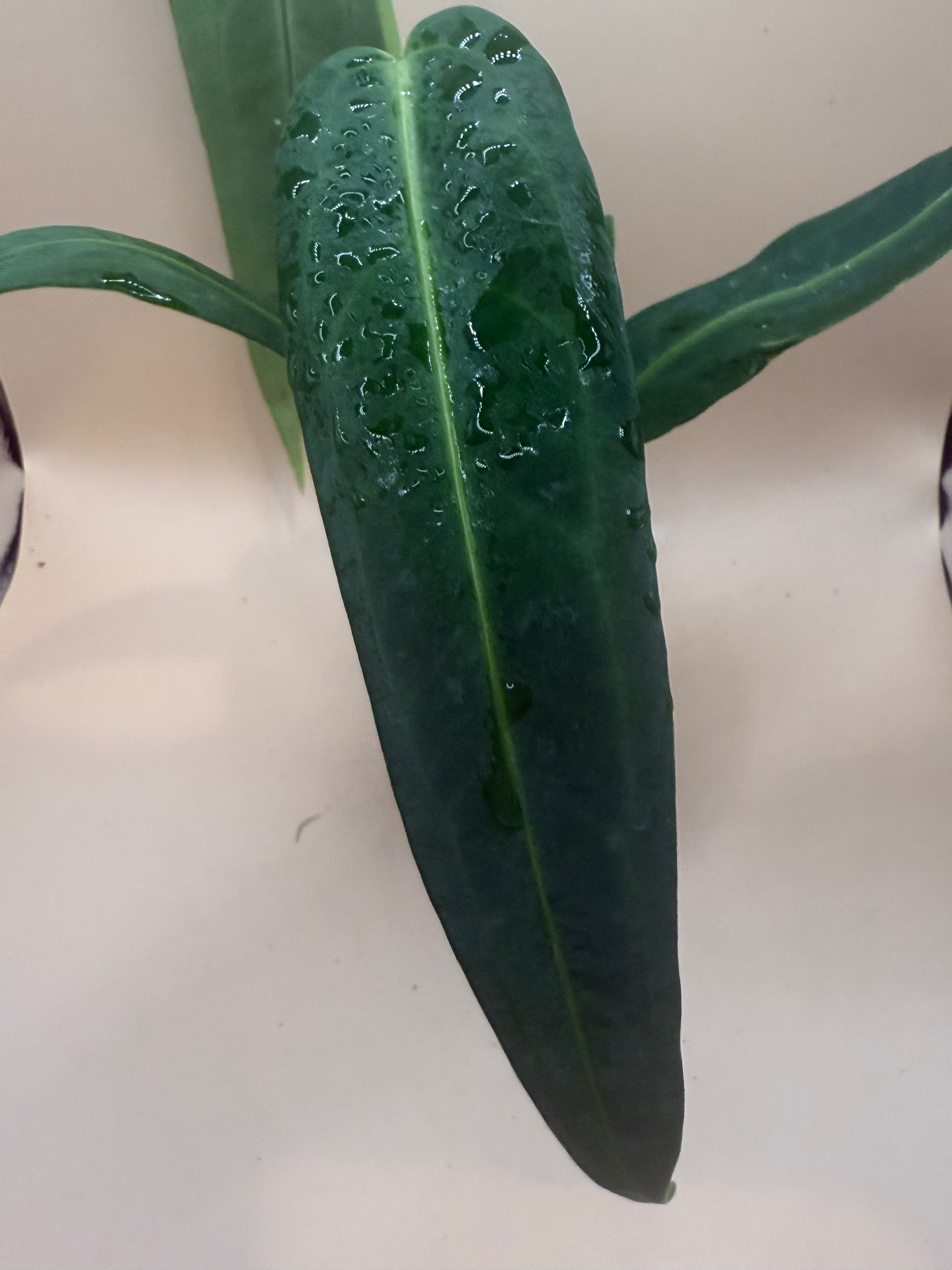 Anthurium Warocqueanum  image 4