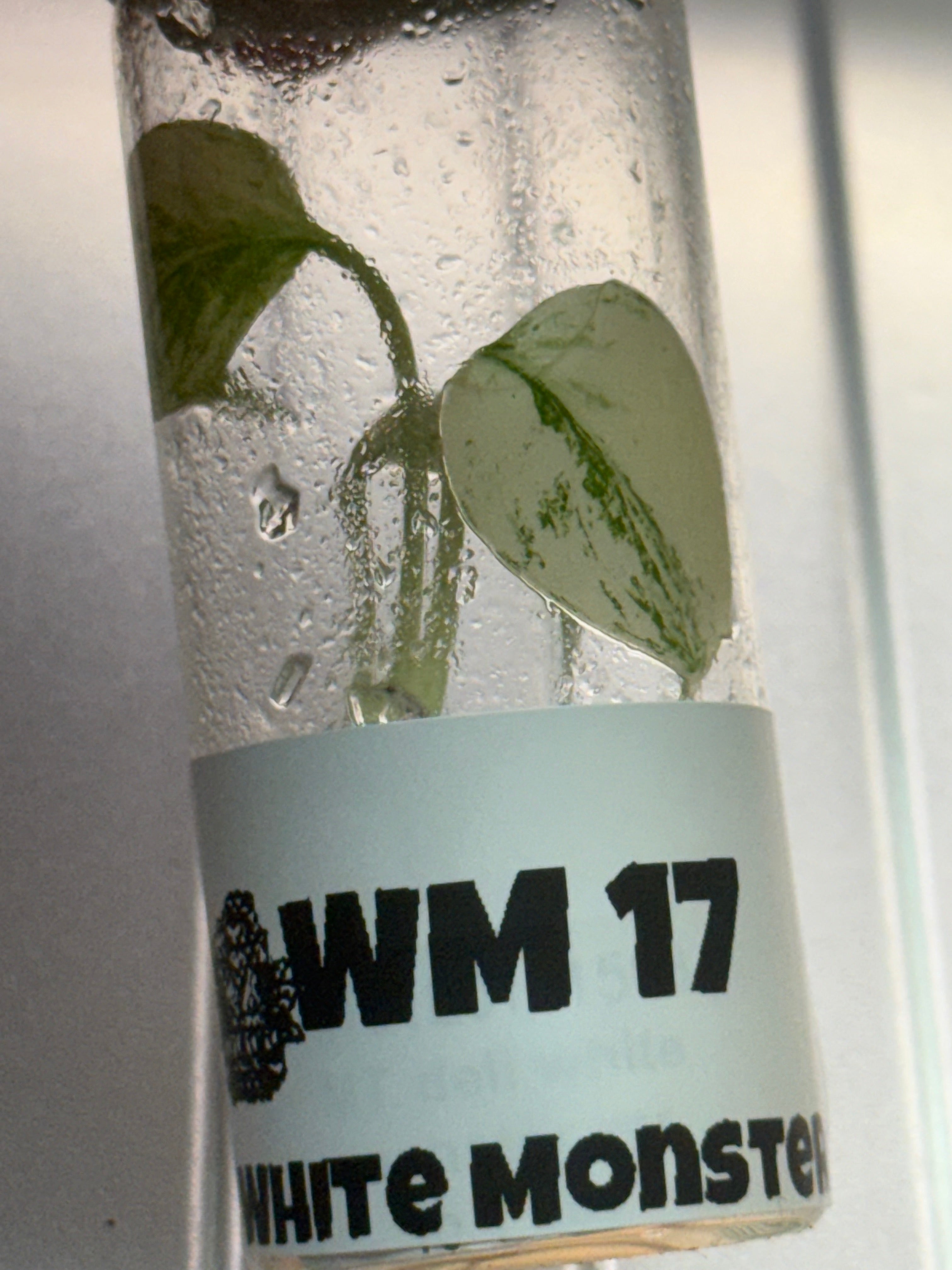 Monstera White Monster TC image 1