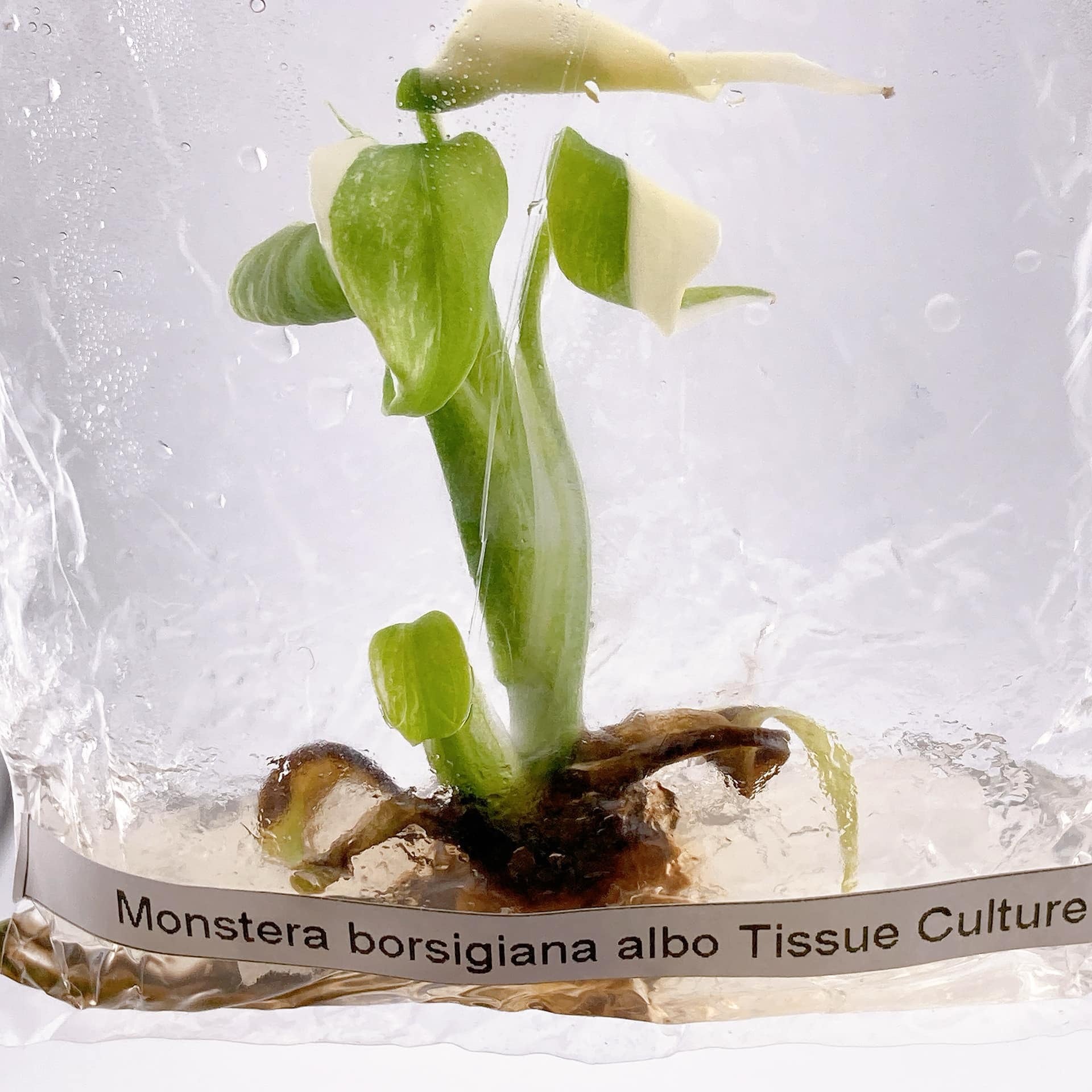 Monstera Albo TC Growers Choice image 3